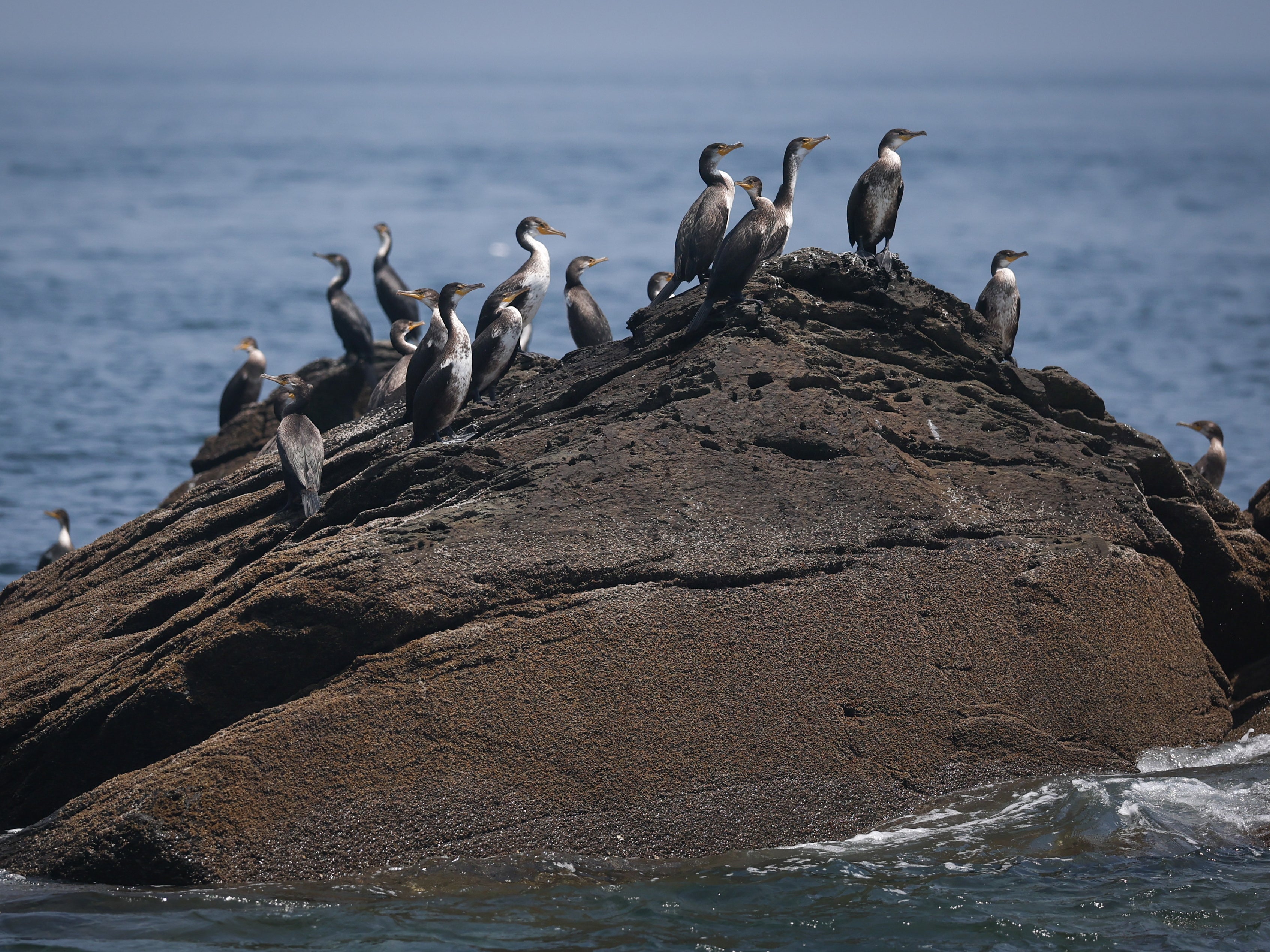 Cormorants rest on the rocky reefs off Bashao Island, which is part of the Changshan Archipelago, on 29 July