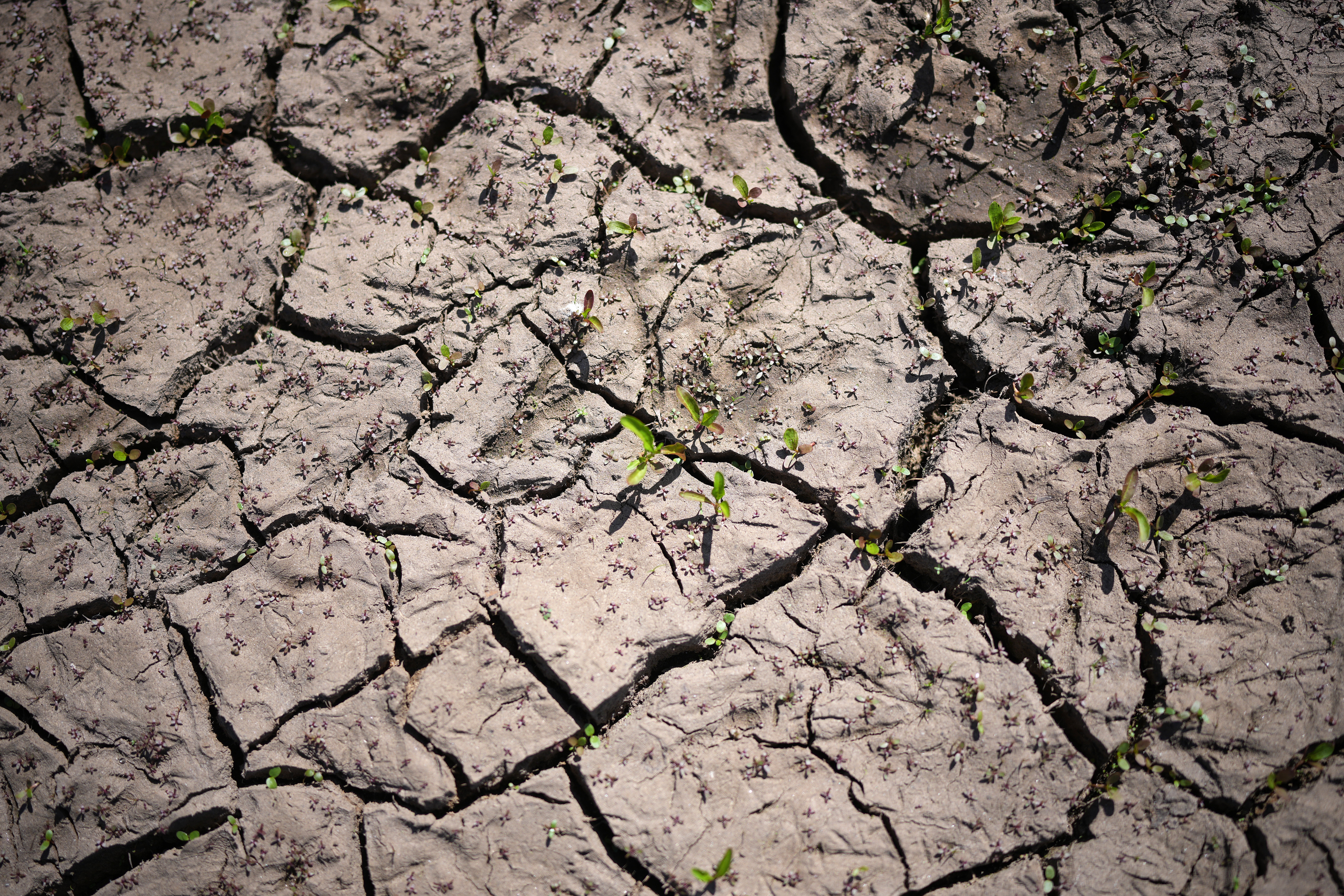 The reservoir bed of Howden Reservoir begins to crack due to drought