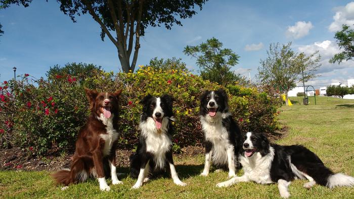 Four of the canine participants who took part in the study are seen in this image from left to right, including Morante, Kunkun, Odin and Molly