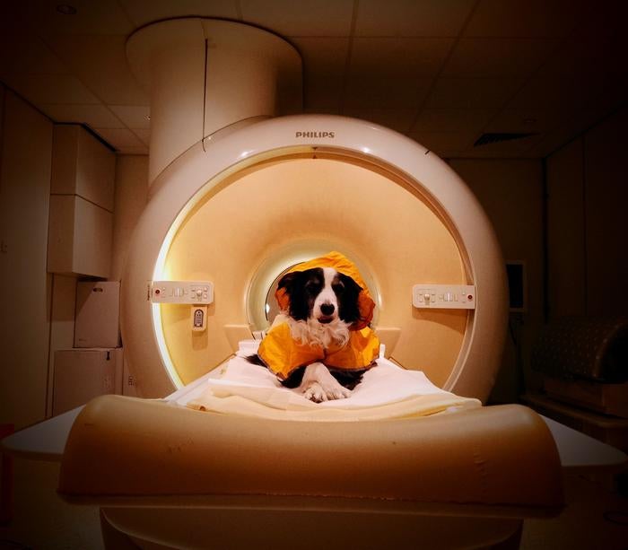 A new study provides the first evidence that dogs can distinguish between humans’ negative facial expressions. Dogs were trained to lie still in fMRI scans so researchers could scan their brains