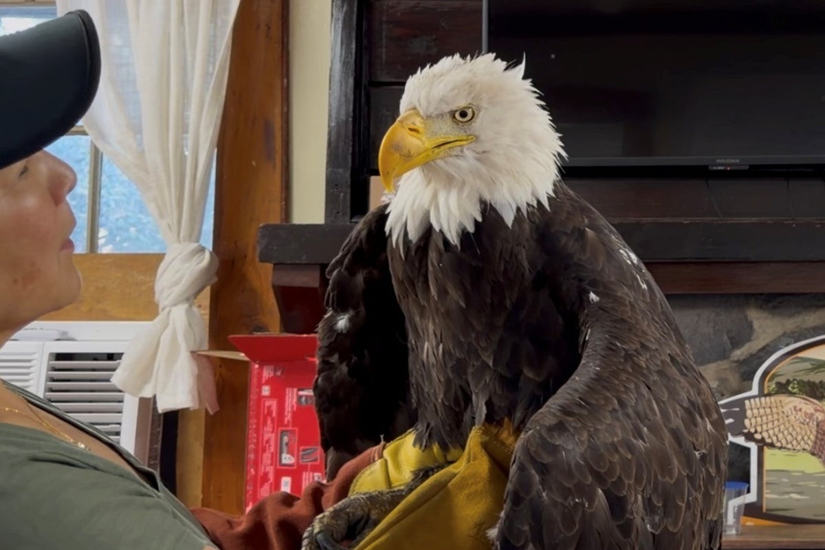 California’s beloved bald eagle Jackie dies after mysterious illness