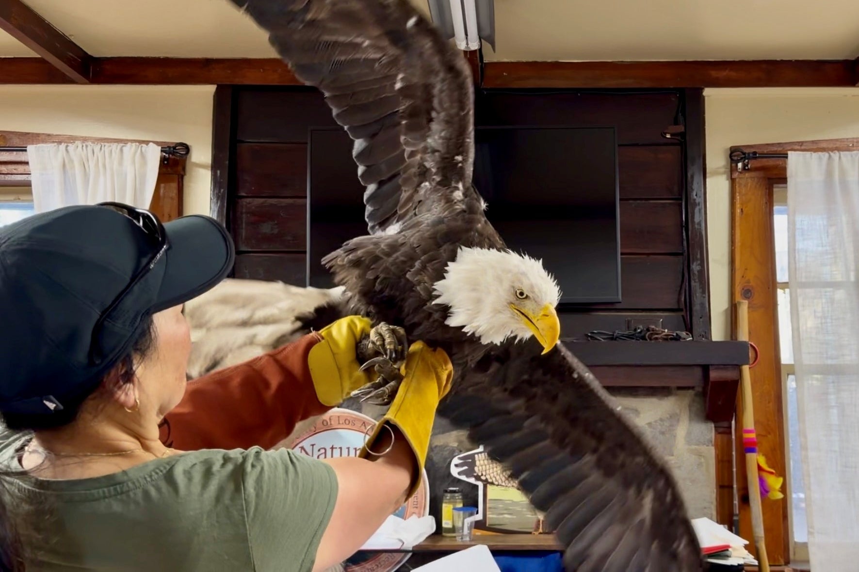 Jackie the bald eagle has died after mystery illness