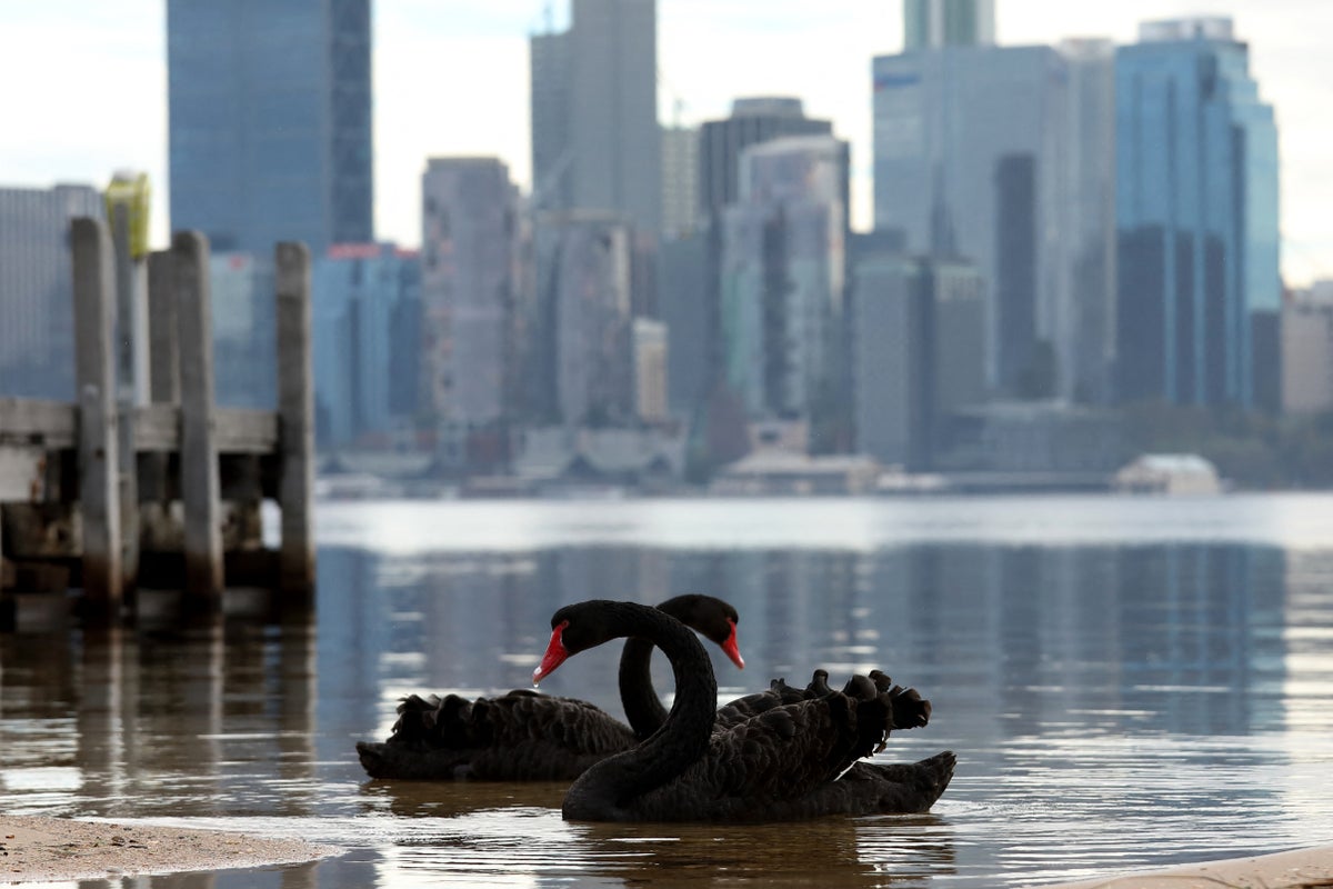 Australia to roll out flu vaccines for most vulnerable native birds