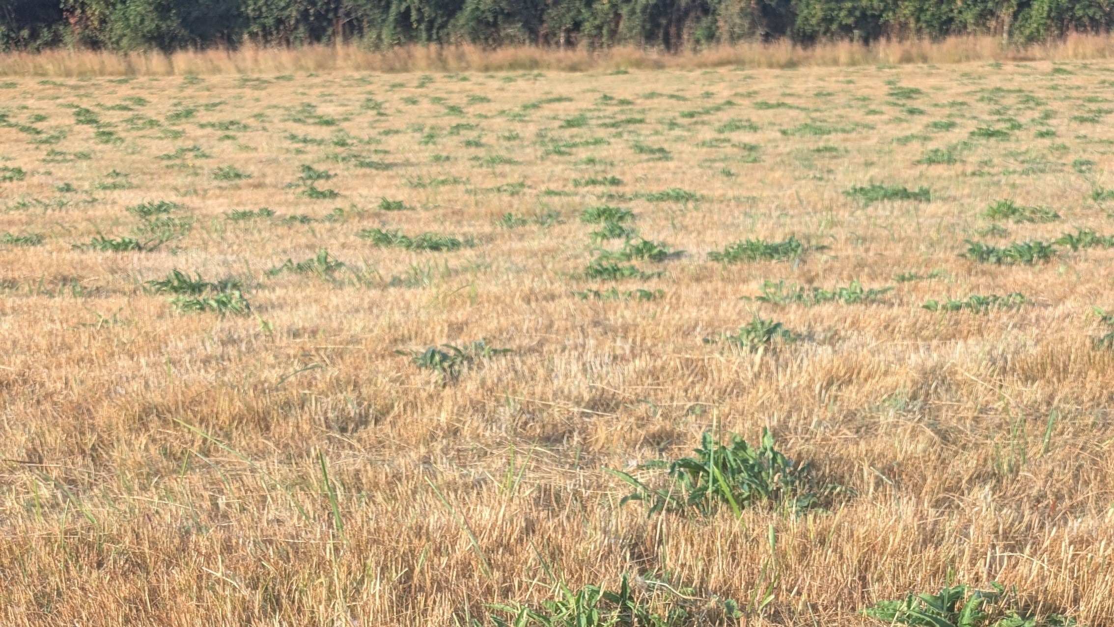 Farmers are urging ministers to support UK food production and set targets for self-sufficiency, in the face of climate change hitting agriculture worldwide and global instability
