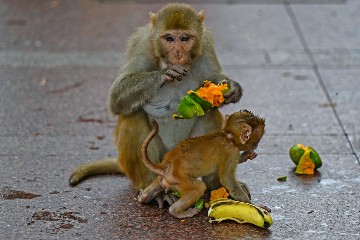 India deploys men pretending to be monkeys to protect Badminton World Championships venue