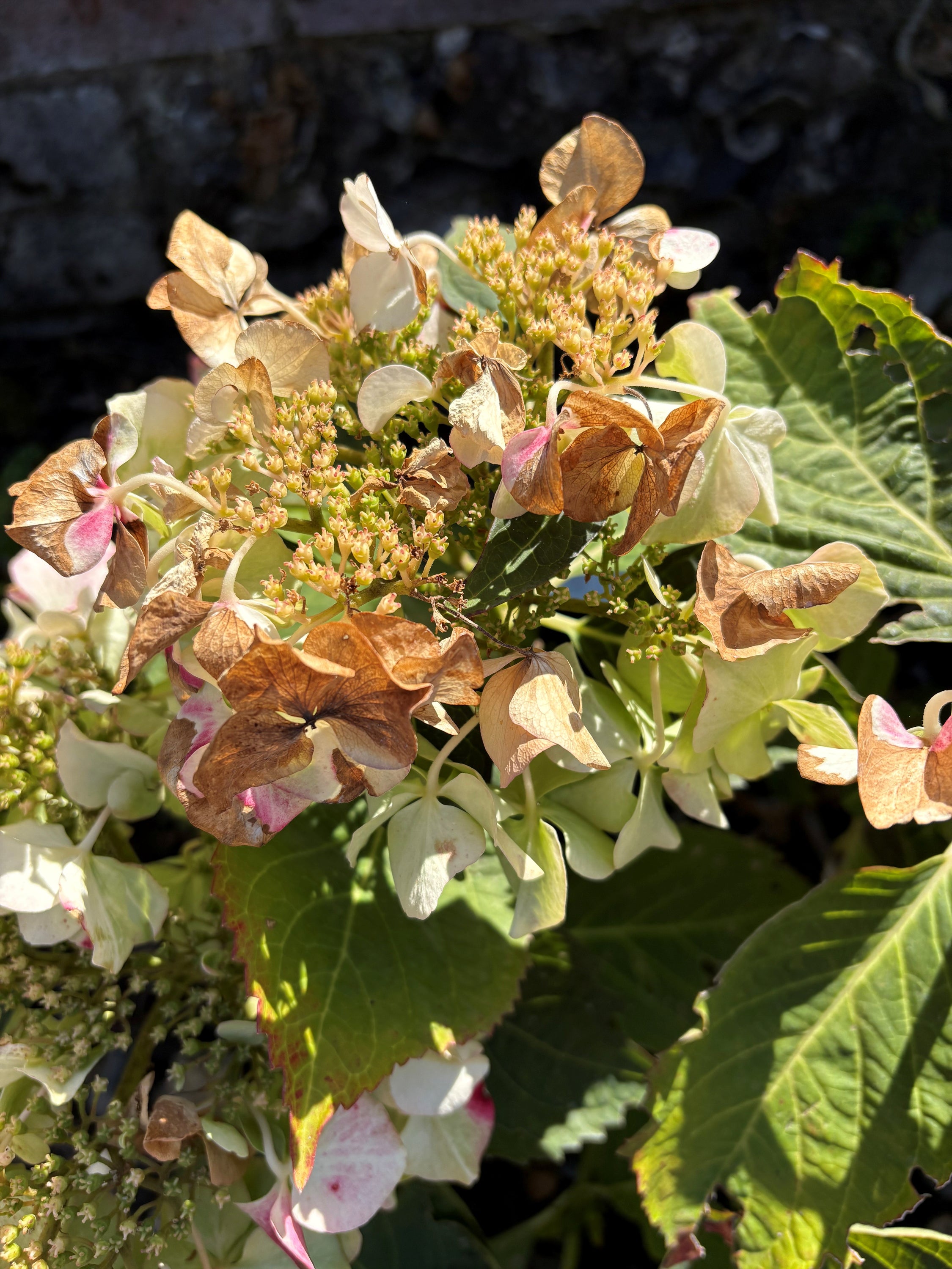 Hydrangeas are also fibrous rooted and do not have much ability to withstand drying out