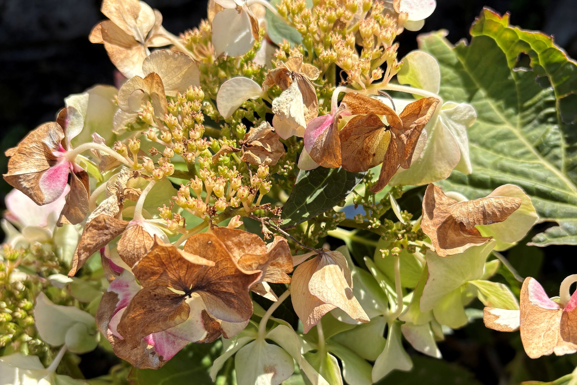 Hydrangeas are also fibrous rooted and do not have much ability to withstand drying out (PA)