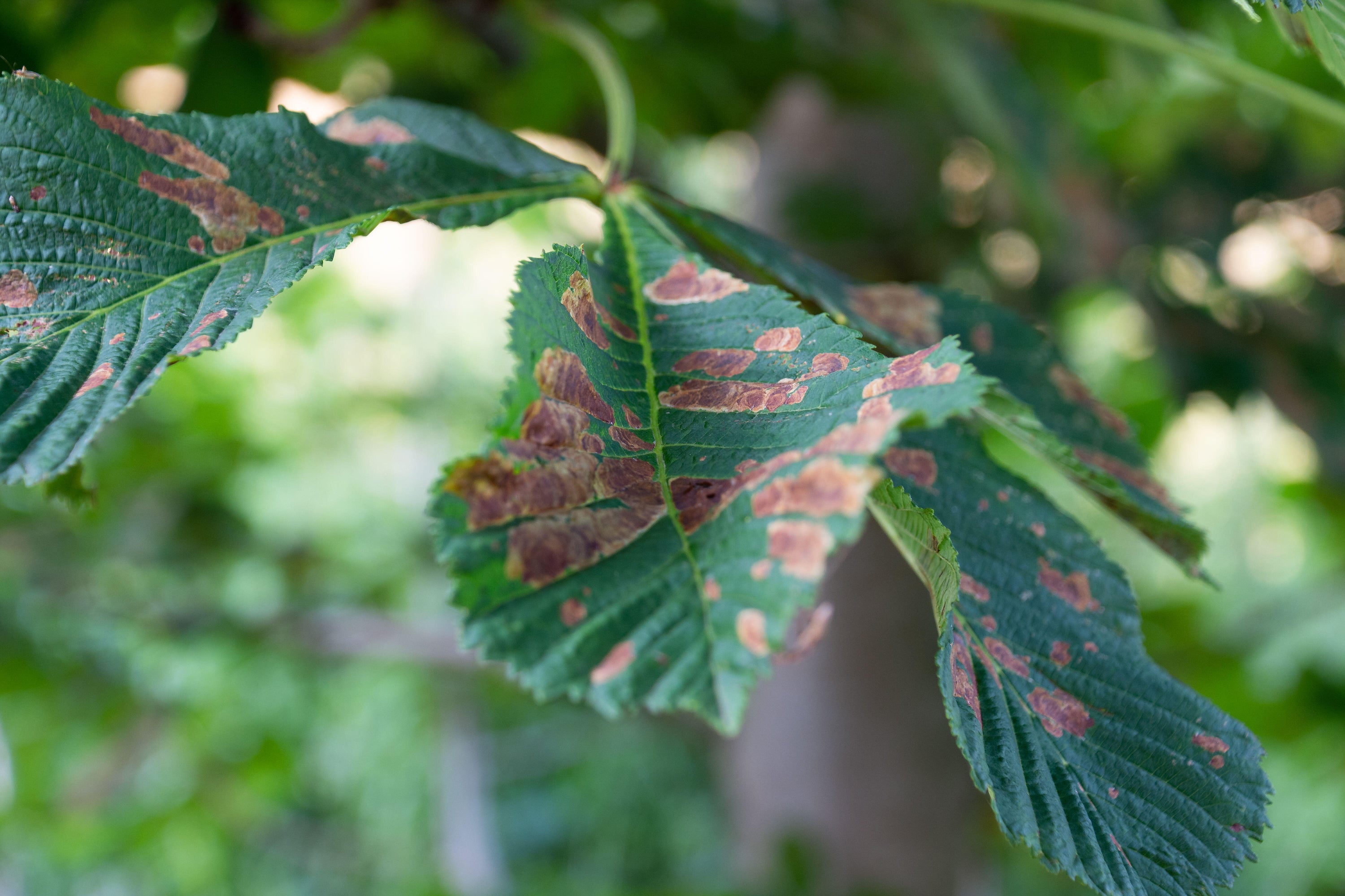 The situation of your plant can also lead to scorch, not only from the sun but also from the wind