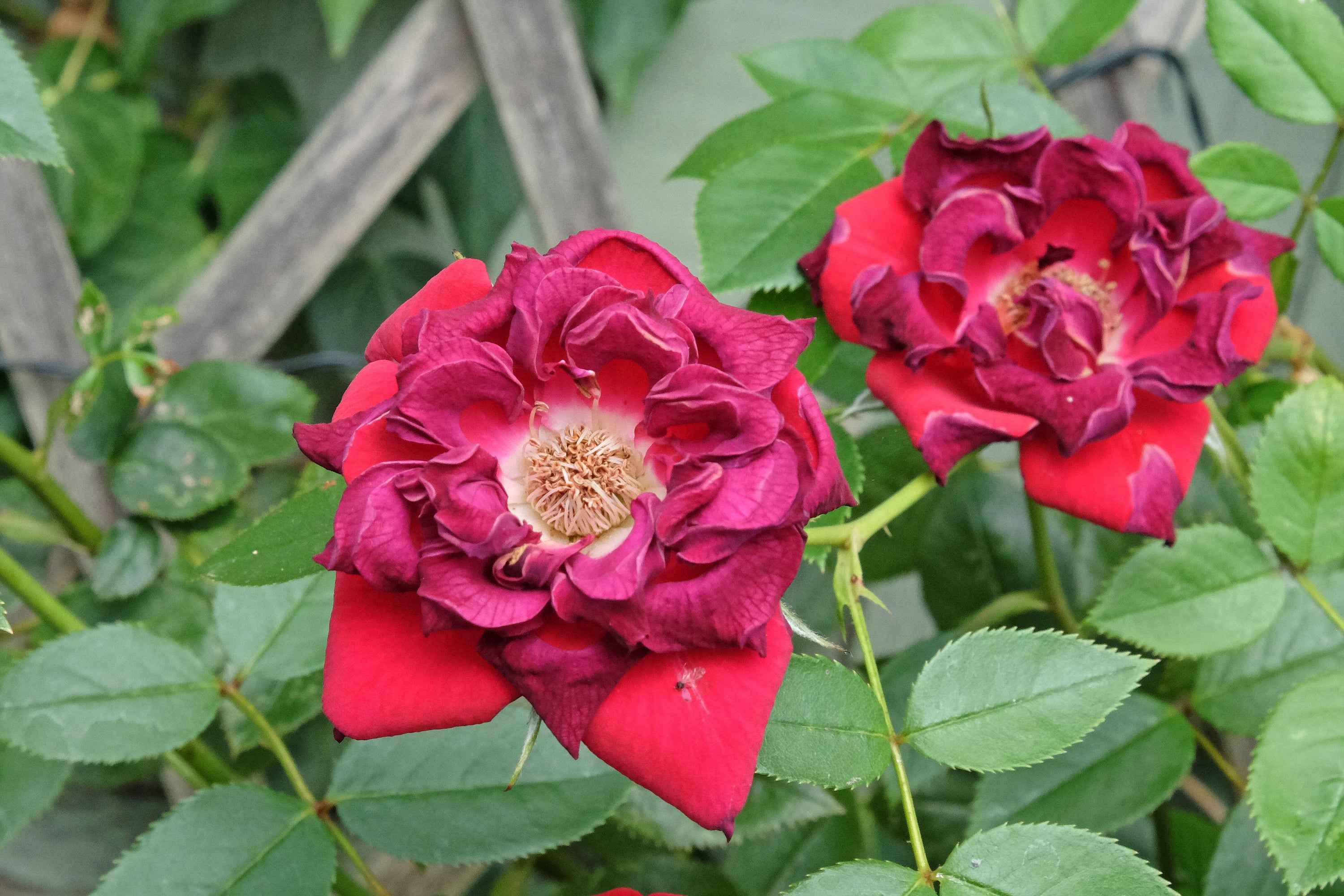 Established roses will usually survive being scorched by UK summer heatwaves