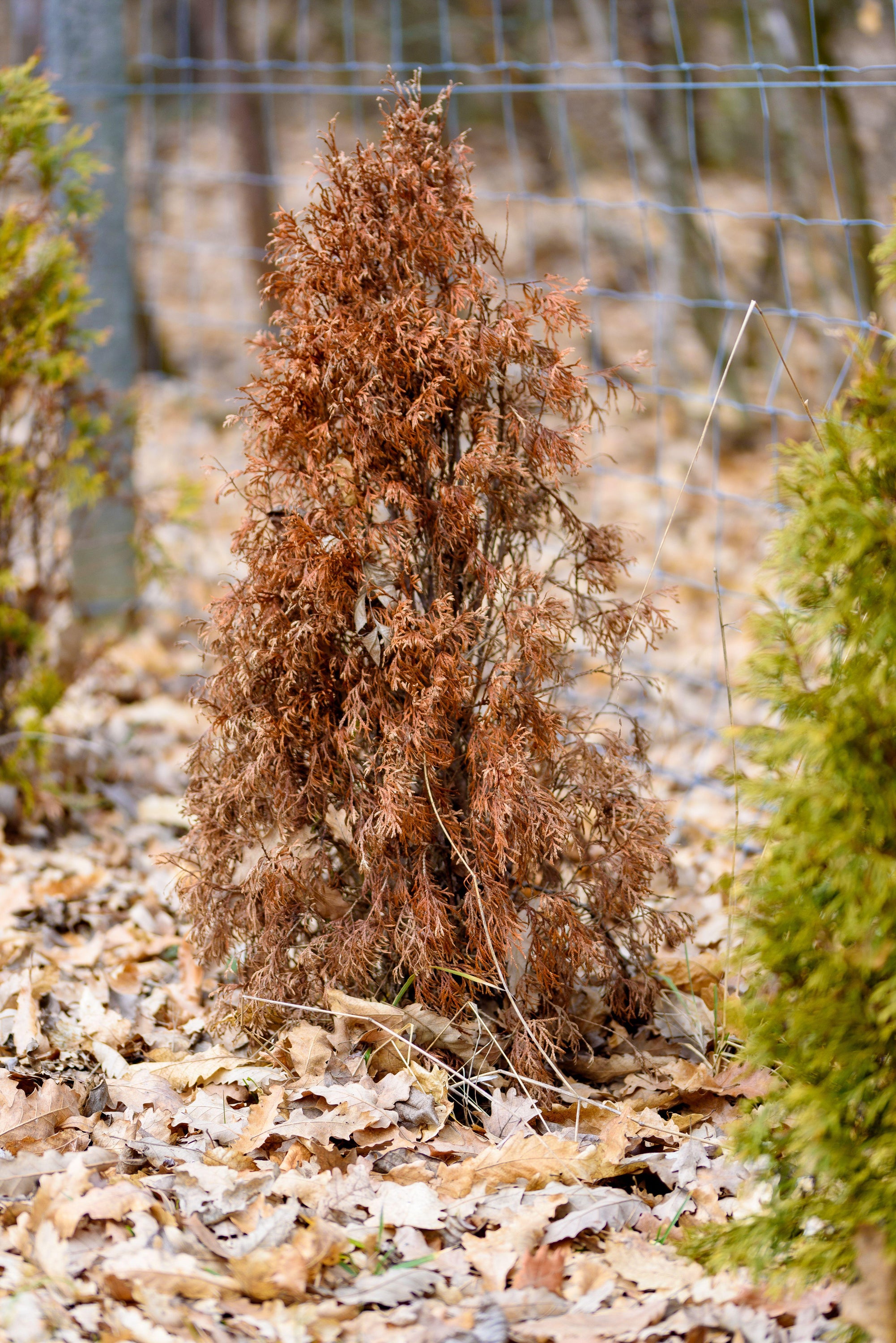 If you notice that their needles have gone brown through scorch or wind damage, you’re likely to have to start again