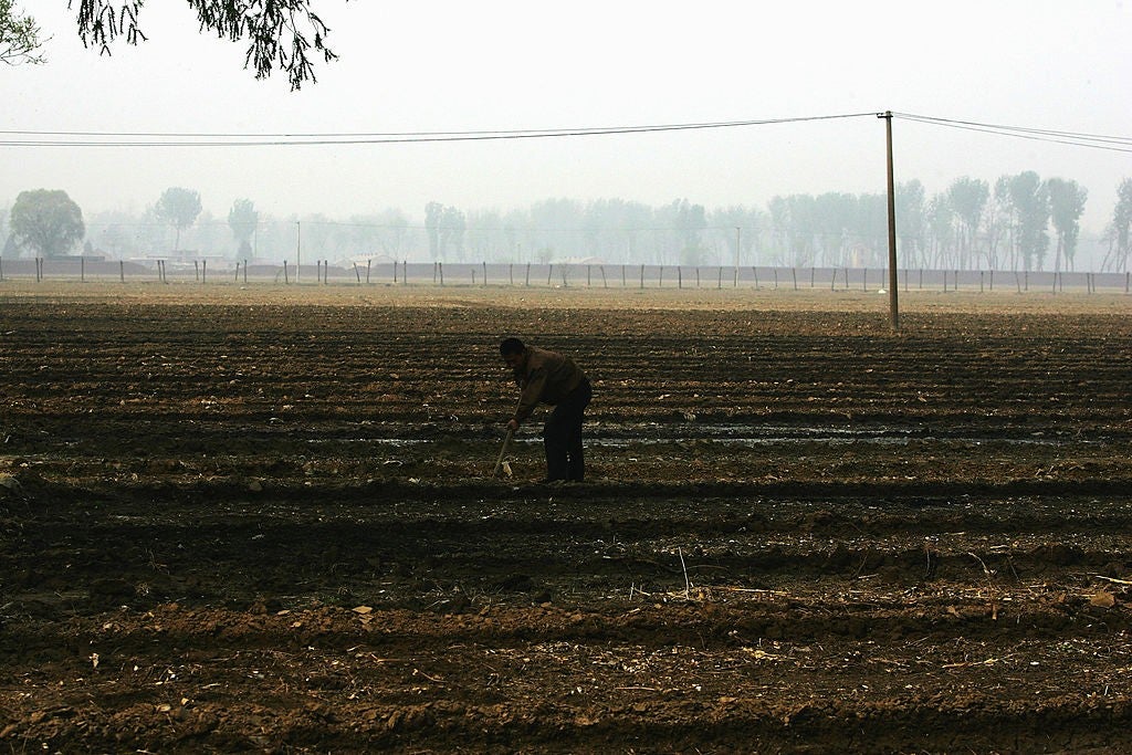 Farmer accidentally kills 25 acres of crops after trusting AI advice