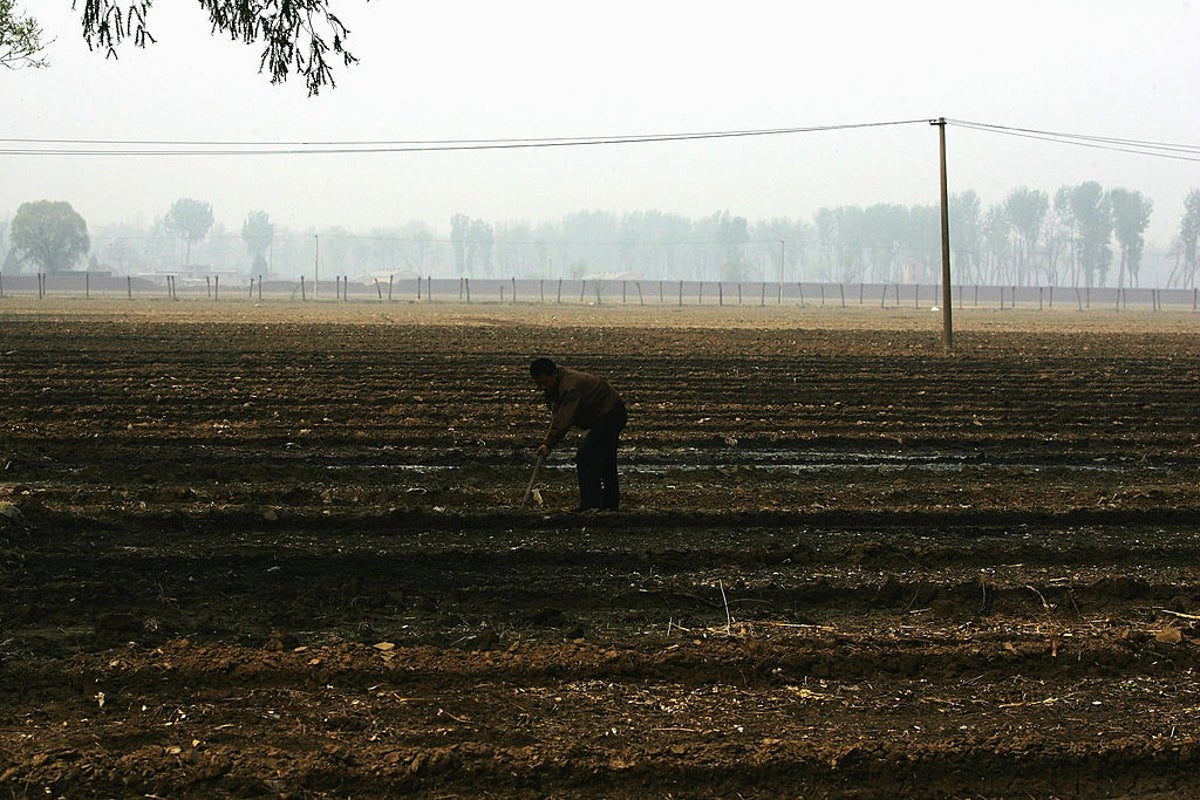 Farmer accidentally kills 25 acres of crops after trusting AI advice