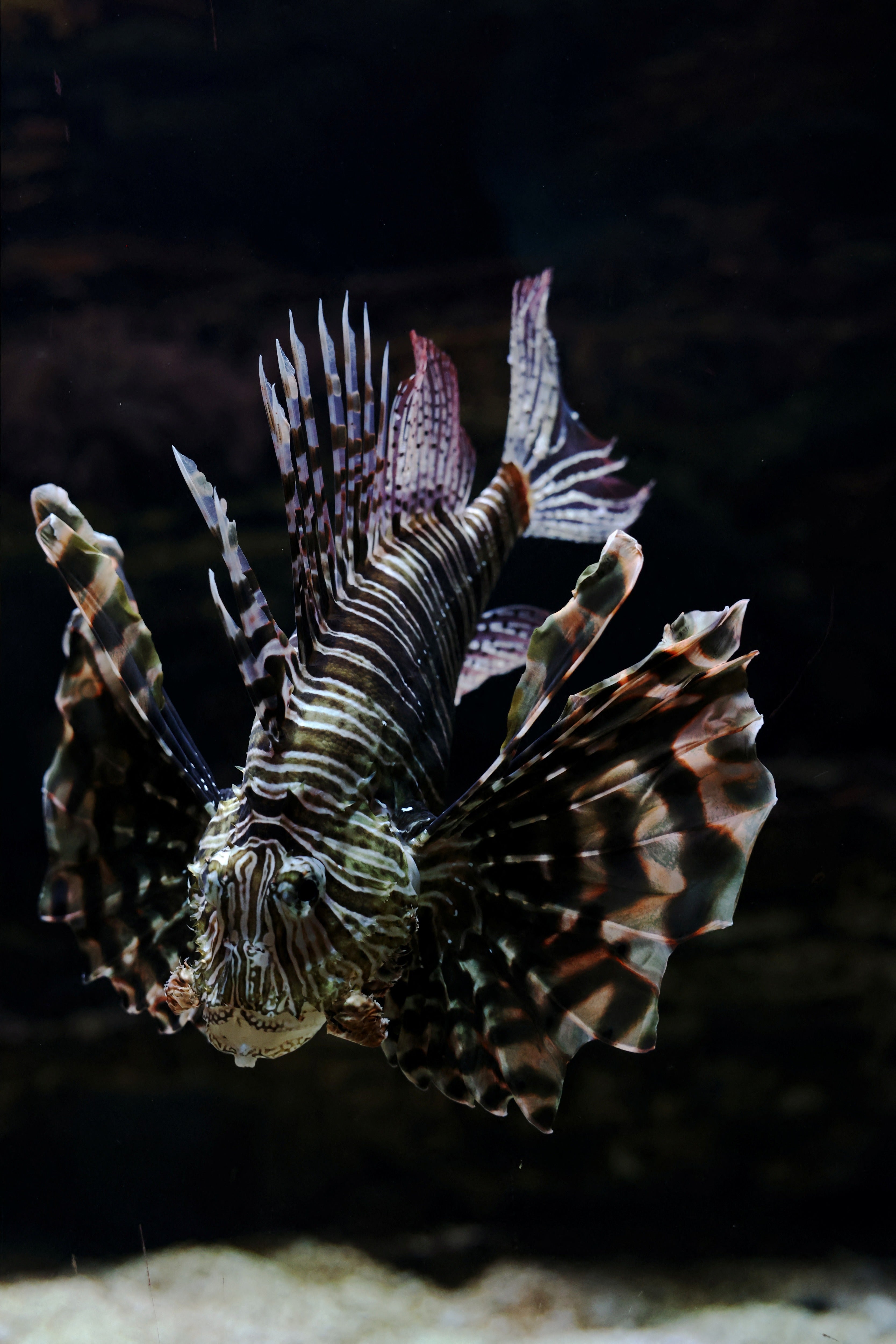 The lionfish has no known predator in the Mediterranean and has a voracious appetite for native fish and crustaceans, scientists say