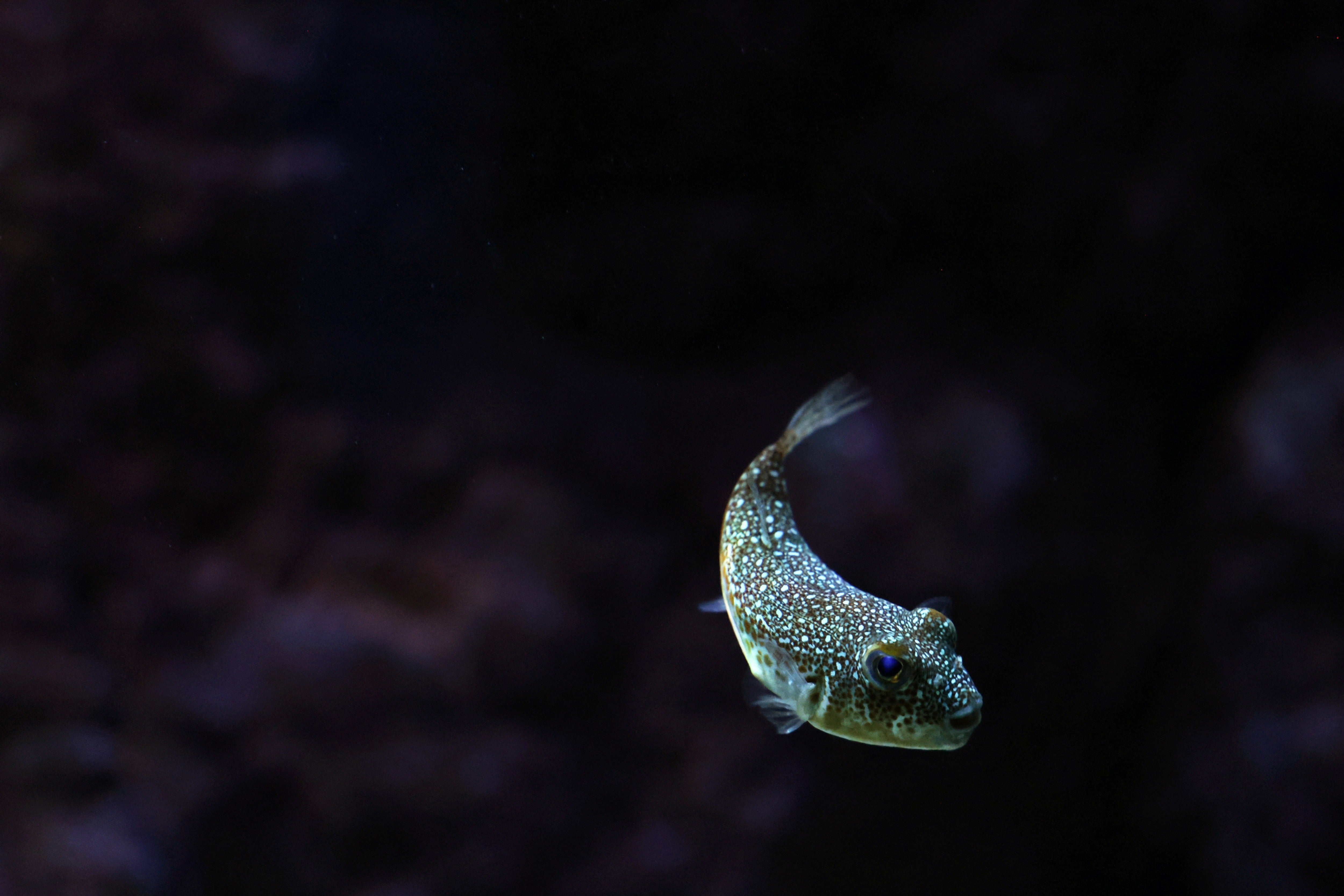 Greek marine researchers have tested ways of removing toxins to turn pufferfish into fishmeal for farmed sea bass and other research has explored possible uses in cosmetics, food supplements, leather products and pain relief
