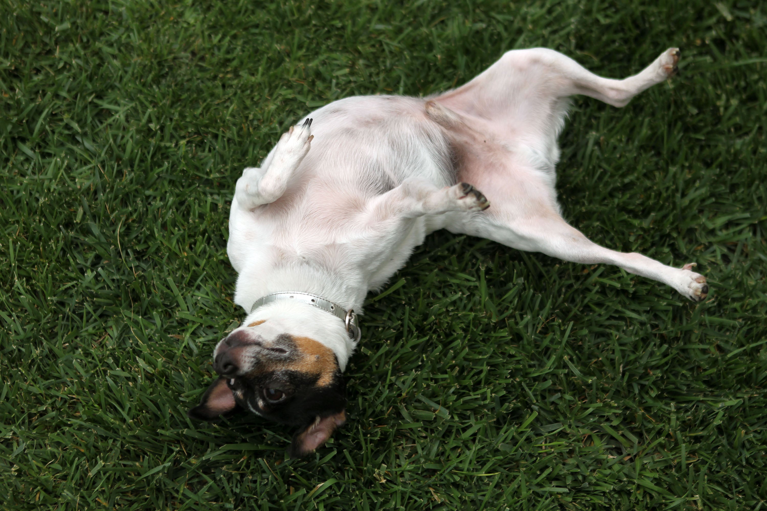 Vets agree that if a dog happily shows you their belly, that’s a major win