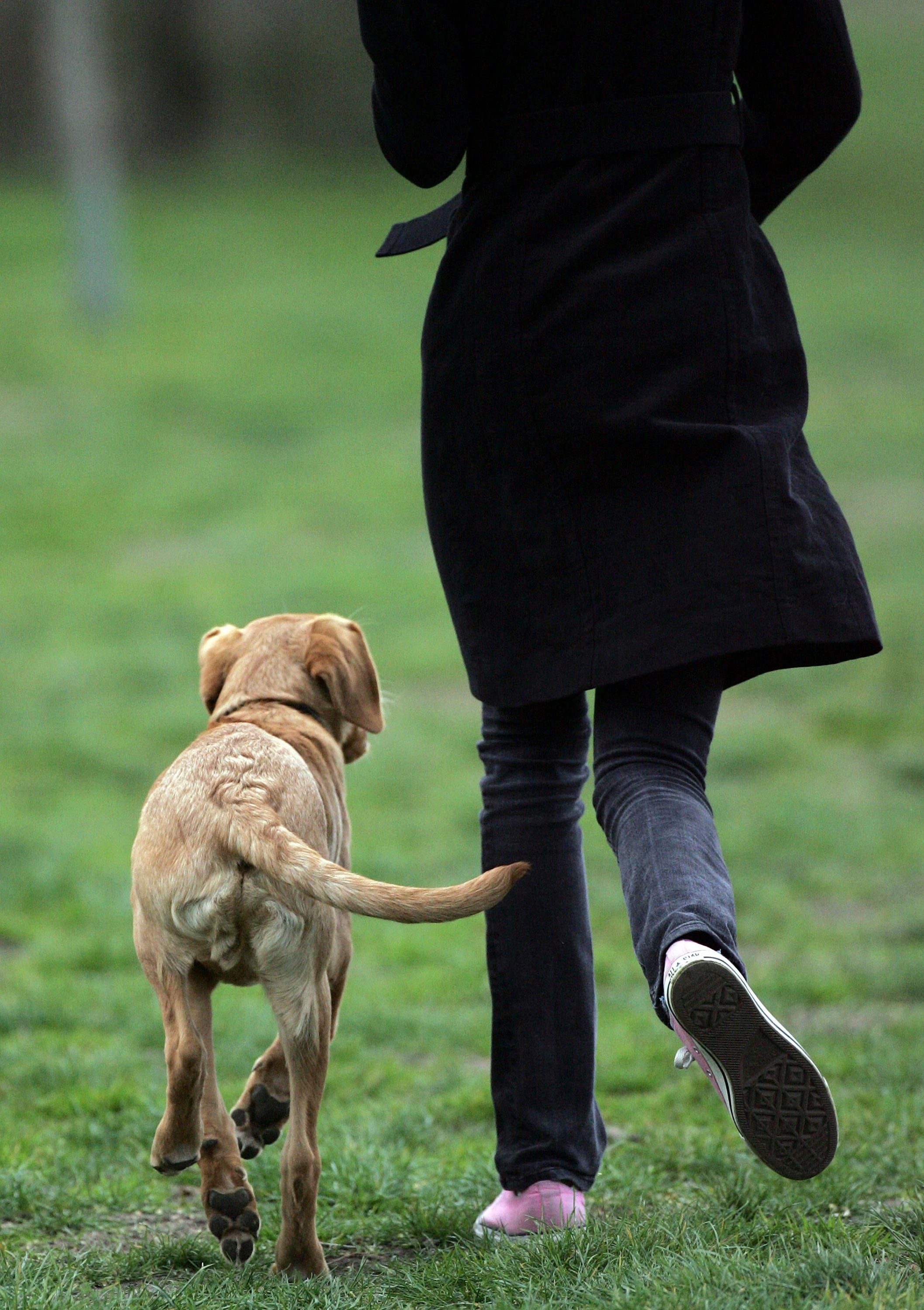 A dog often shadows their most trusted human from room to room, experts say