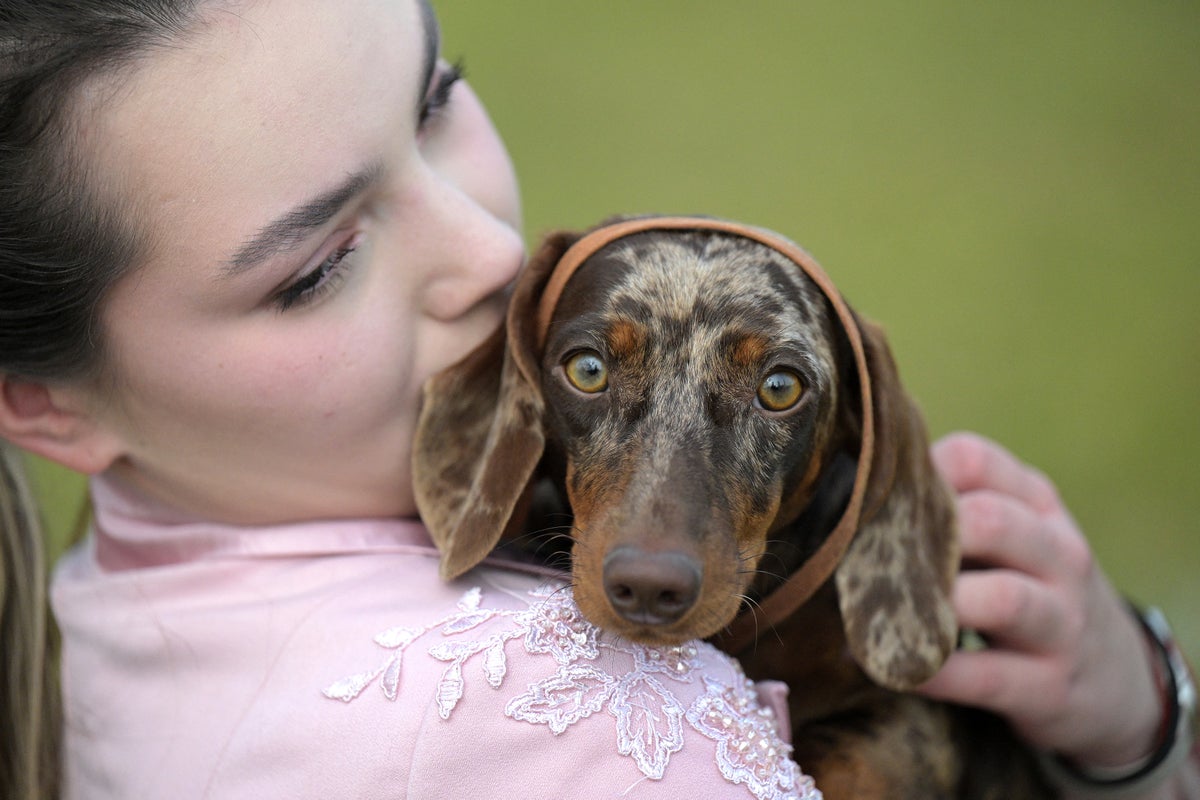 These are the most popular dog names in America These are the most popular dog names in America