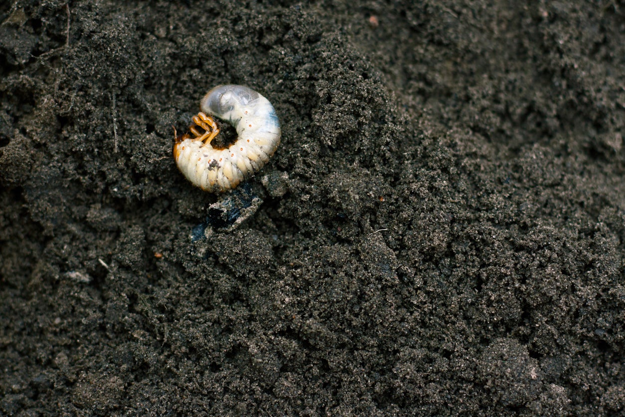 Because grubs are most vulnerable to pest-control measures when they are young, those measures will only be effective if applied in late summer
