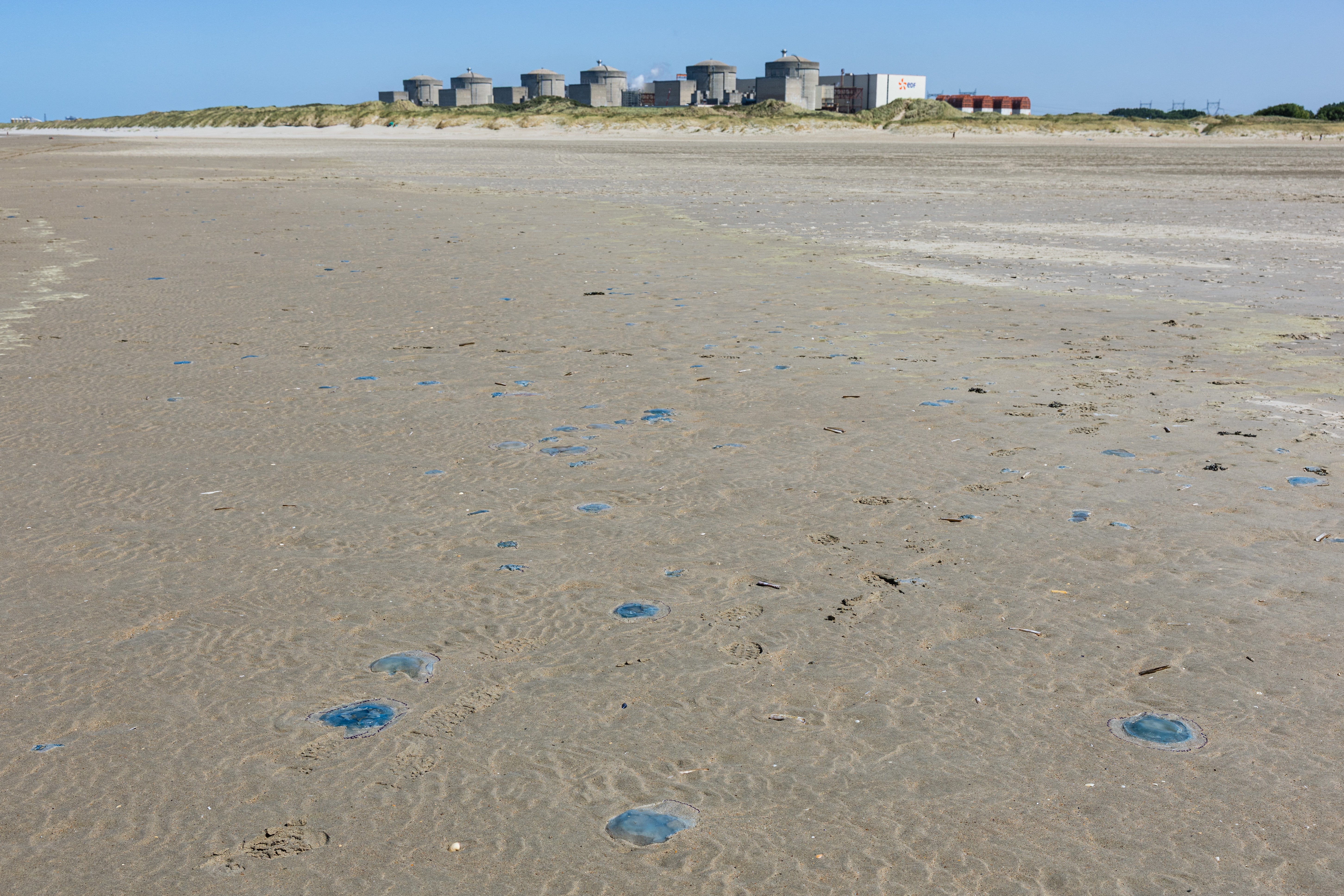 Jellyfish on the shore near the Gravelines nuclear power plant in northern France (AFP/Getty)