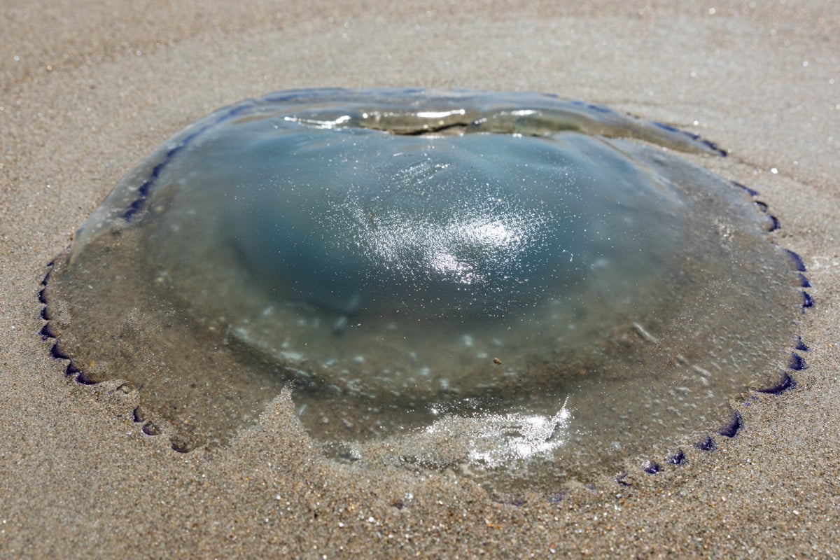 Huge swarm of jellyfish shut down nuclear reactors at power plant after clogging pumps