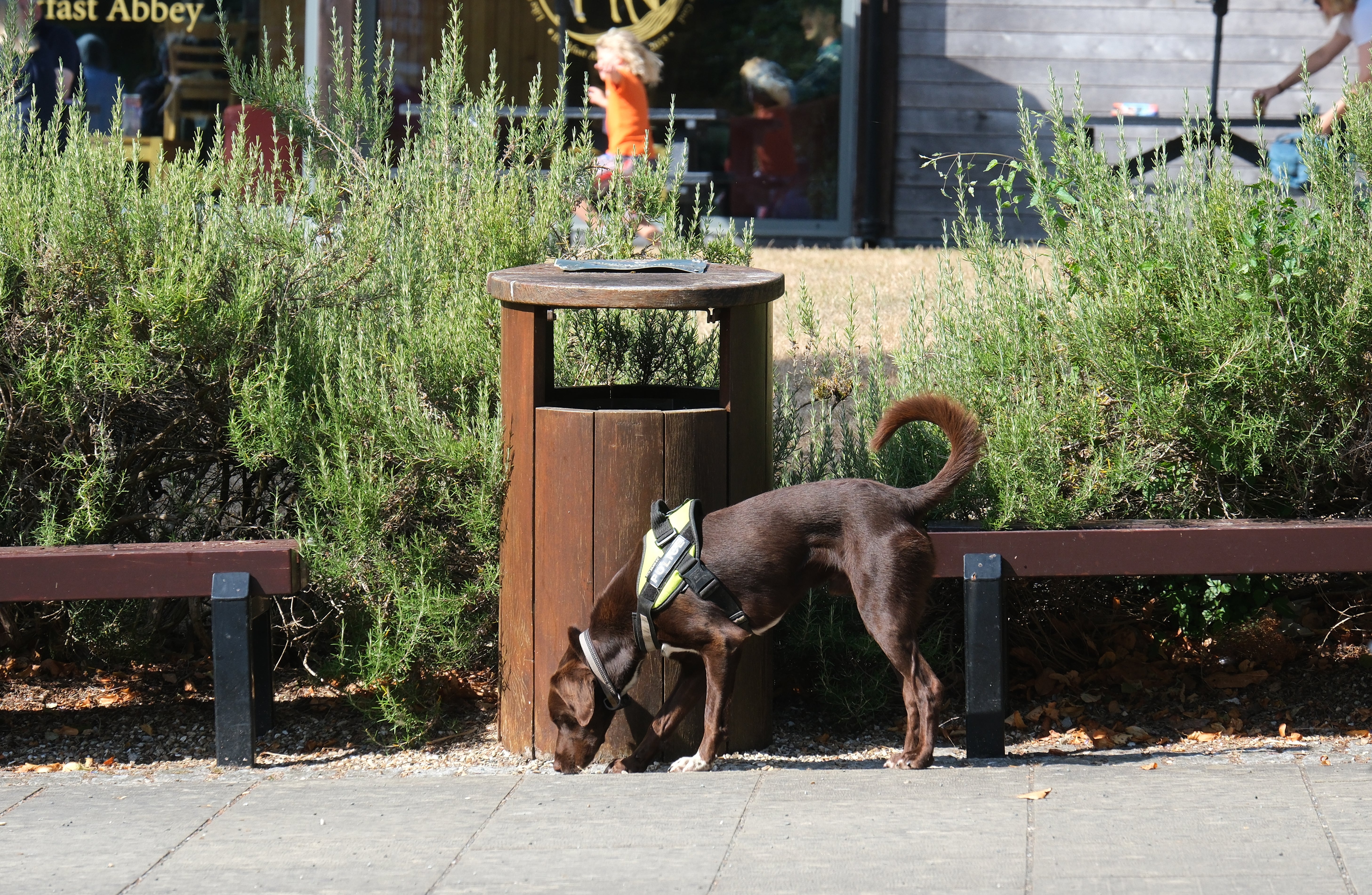 A police detection dog inspects a bin and seating area during a security search in the grounds of Buckfast Abbey (PA)