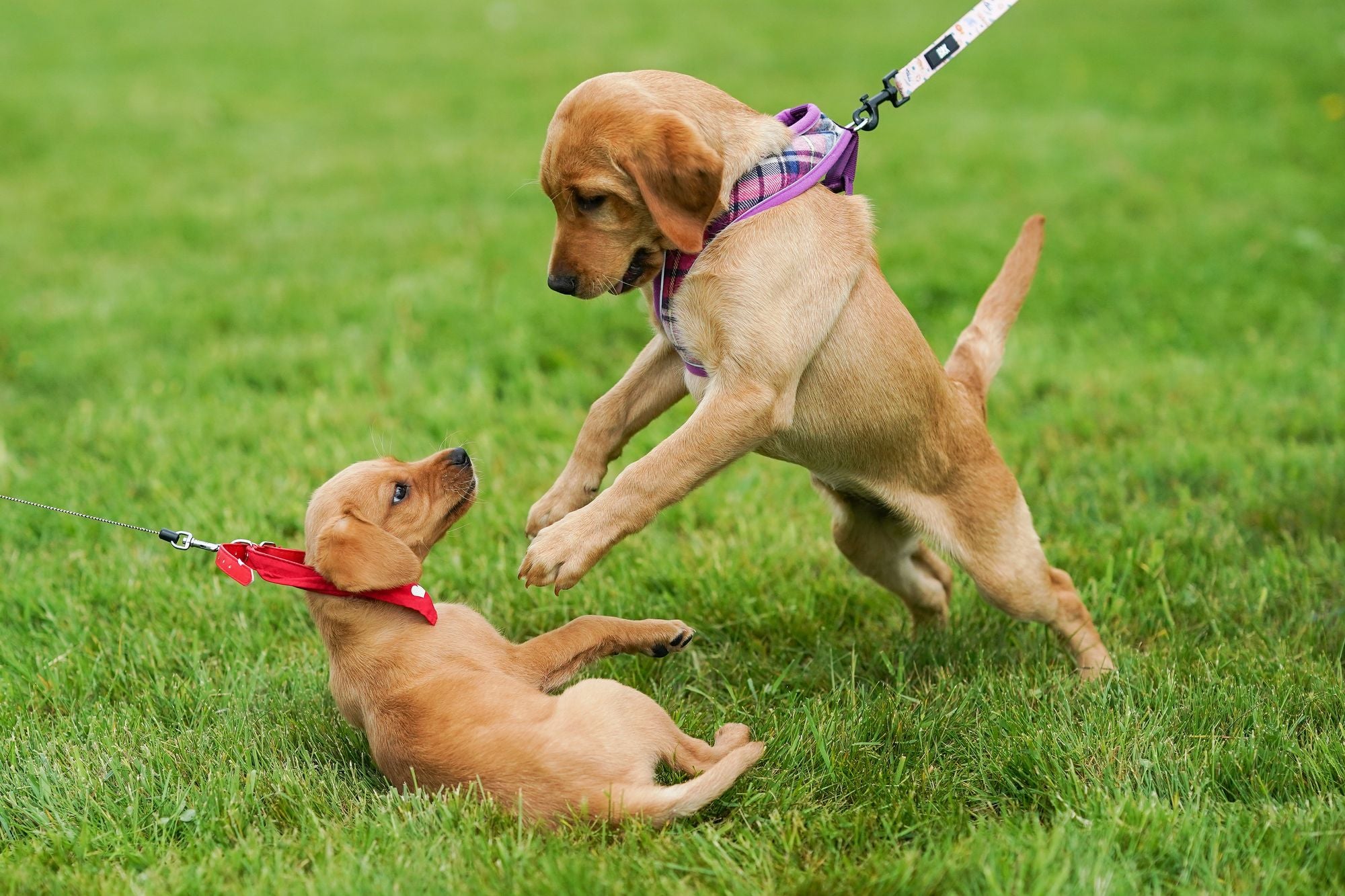 Bella and Luna have traded the No. 1 and No. 2 spots since 2023