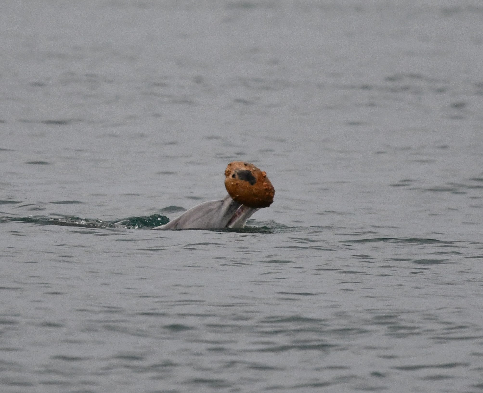 Dolphins using seashell to catch fish