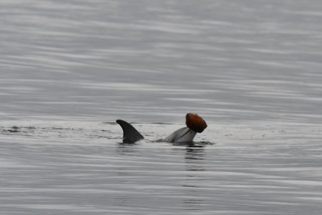 Delfines que pescan con conchas
