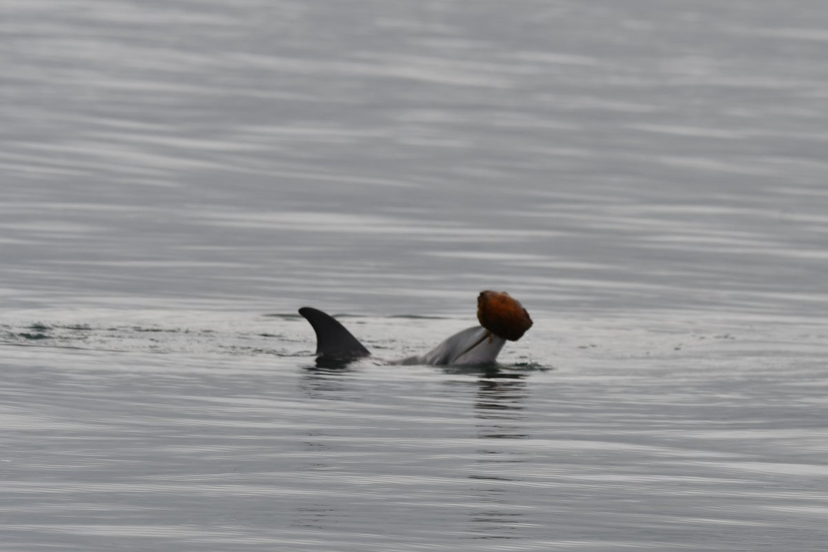 Photo: independent.co.uk Dolphins Use Sea Shells to Catch Fish for the First Time