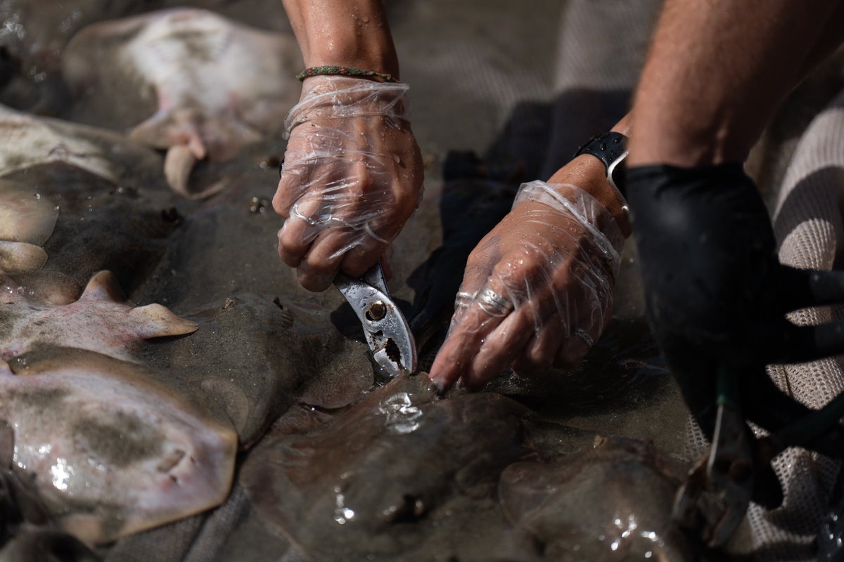 California’s beaches are becoming carpeted with thousands of barbed fish
