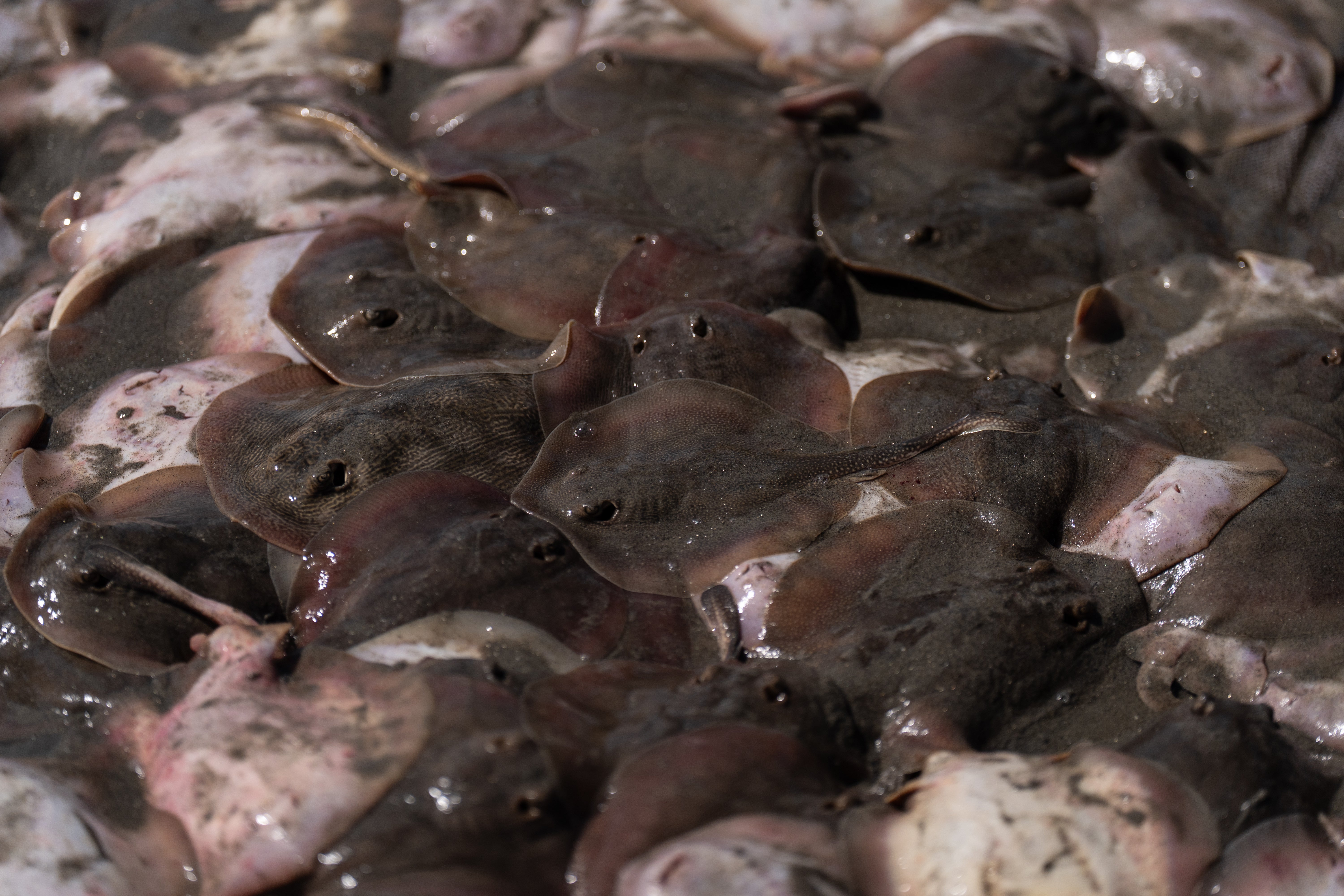 A pile of stingrays caught in a beach seine lies on the shore in Seal Beach, Calif., Friday, Aug. 7, 2026.(AP Photo/Jae C. Hong)