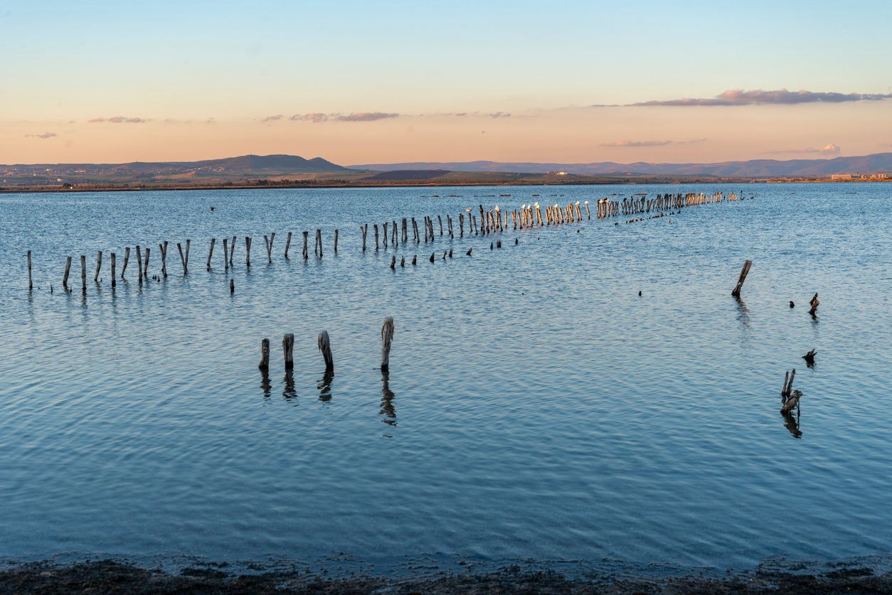 Cormorants and seagulls on wooden poles in Lake Pomorie, Bulgaria