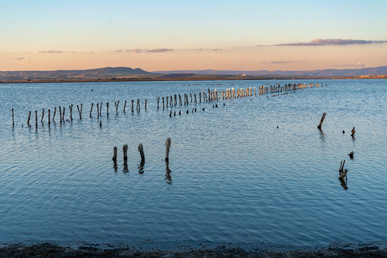 Cormorants and seagulls on wooden poles in Lake Pomorie, Bulgaria (Getty Images)