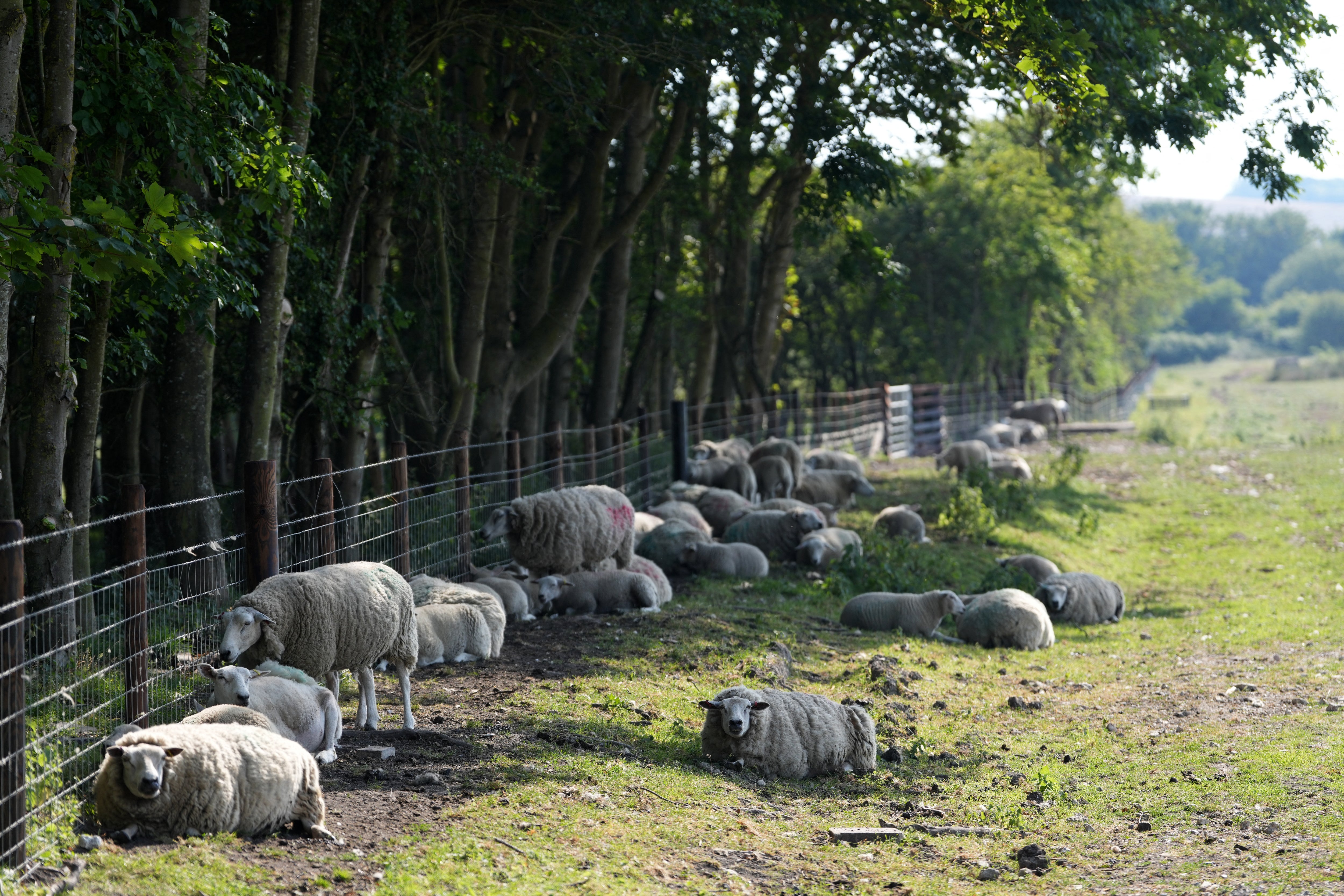 Five successive heatwaves have caused heat stress to livestock