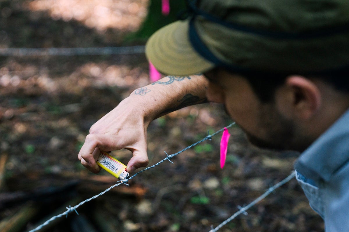 Connecticut researchers launch first black bear population survey in over a decade