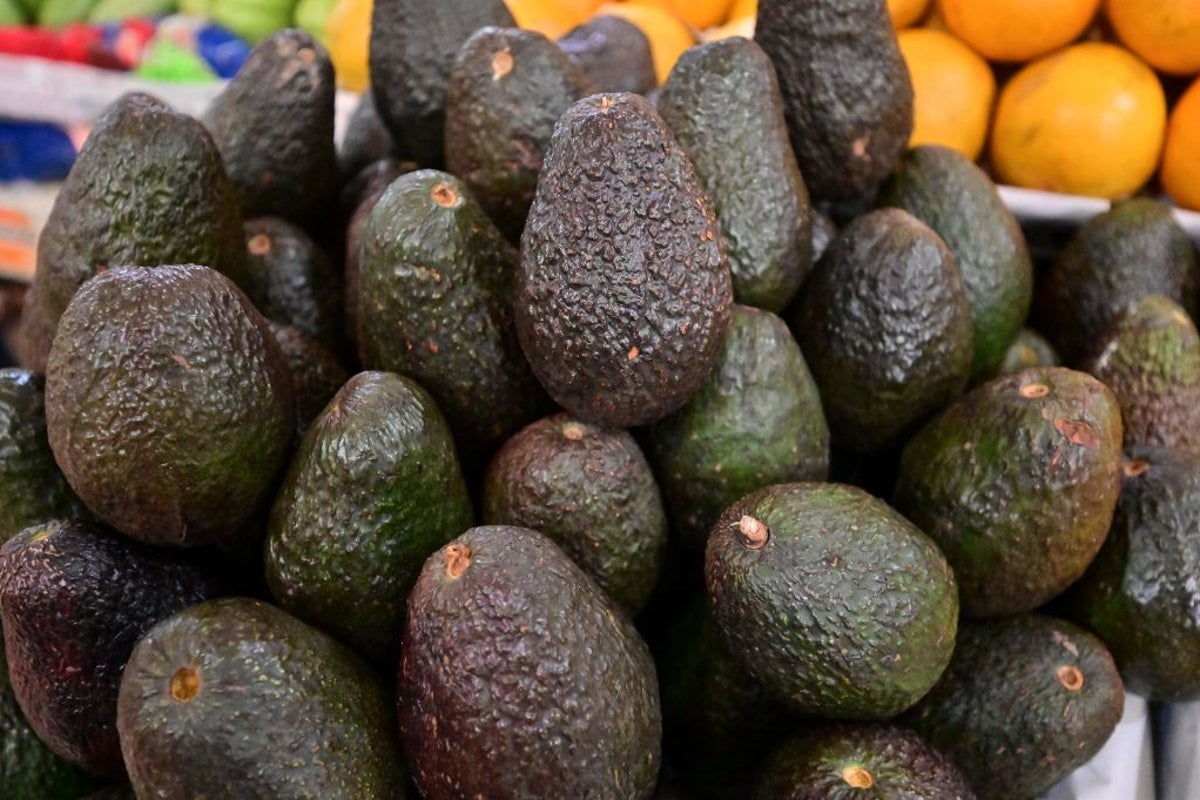 Mexico's Top Avocado-producing State, After Security Concerns Had Halted the Operations Needed to Export the Prized Fruit to American