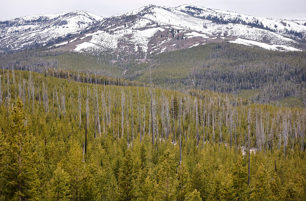 In southern Wyoming, ferns briefly flourished where relatives of elms, walnuts, dawn redwood and avocado trees once thrived