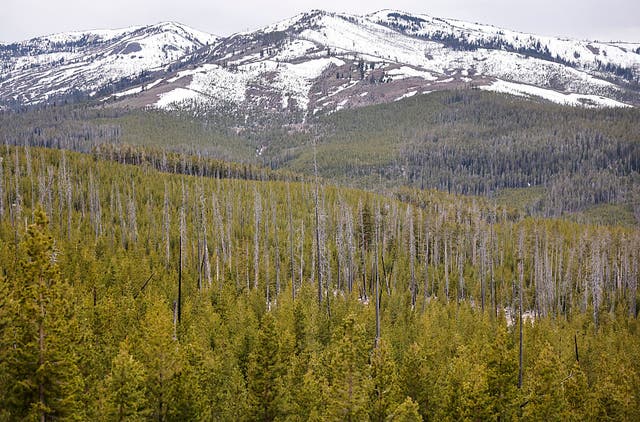 A view of lodgepole pine trees, which regenerated after the devastating 1988 Yellowstone fires, on May 22, 2026 in Yellowstone National Par ( Getty Images )