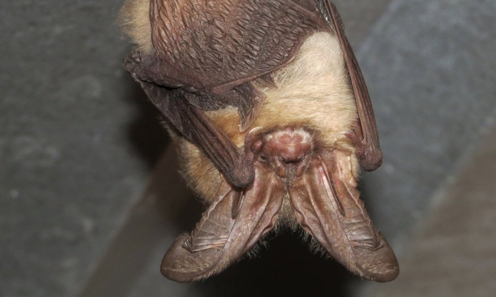 Human cases of rabies are very rare. Infections can lead to death when untreated