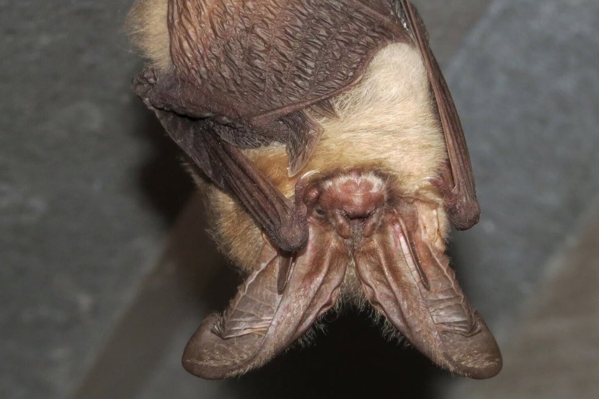 National Park Service issues rabies warning after bat incident at Olympic National Park