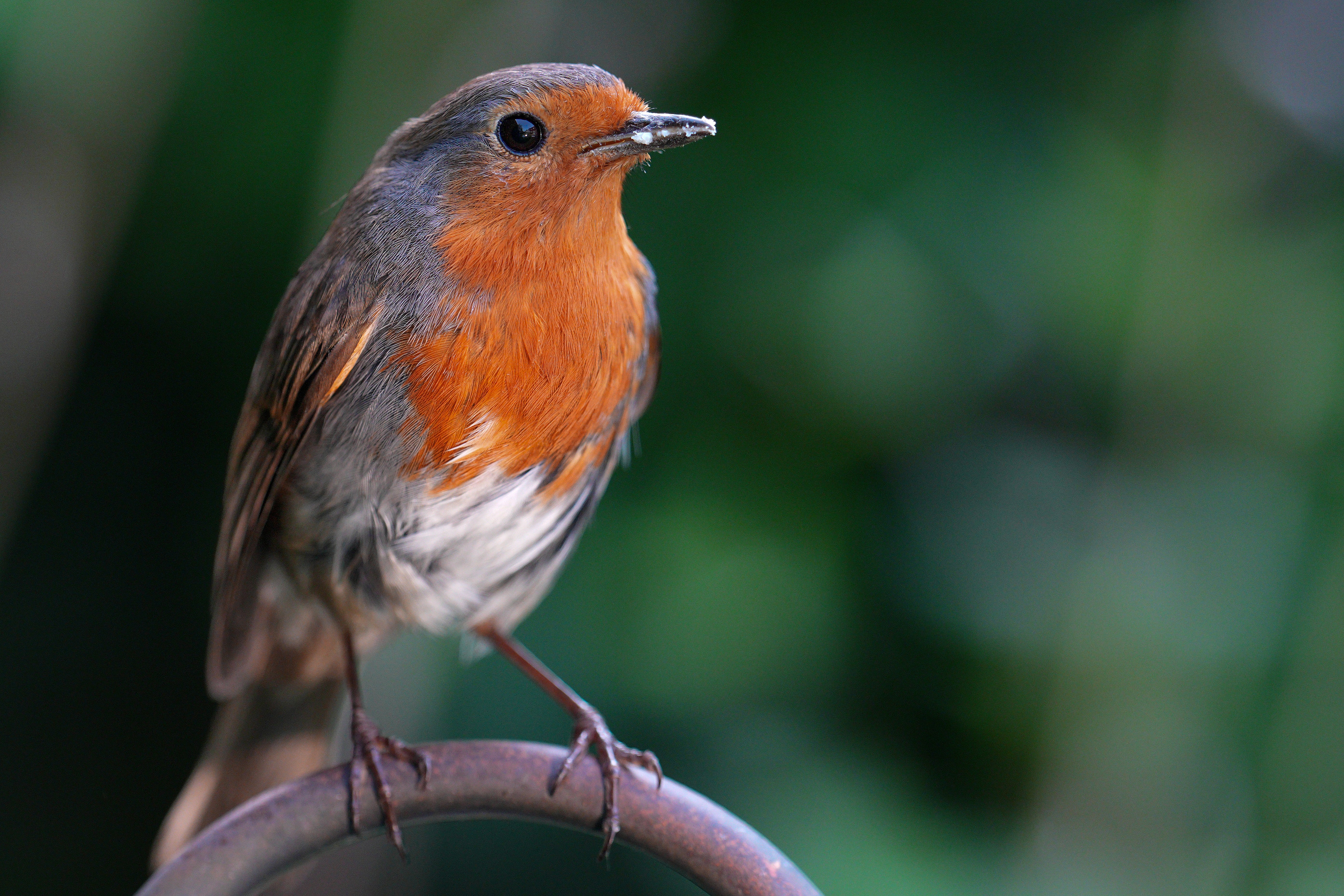 Much-loved robins could start to die out as the ground dries up