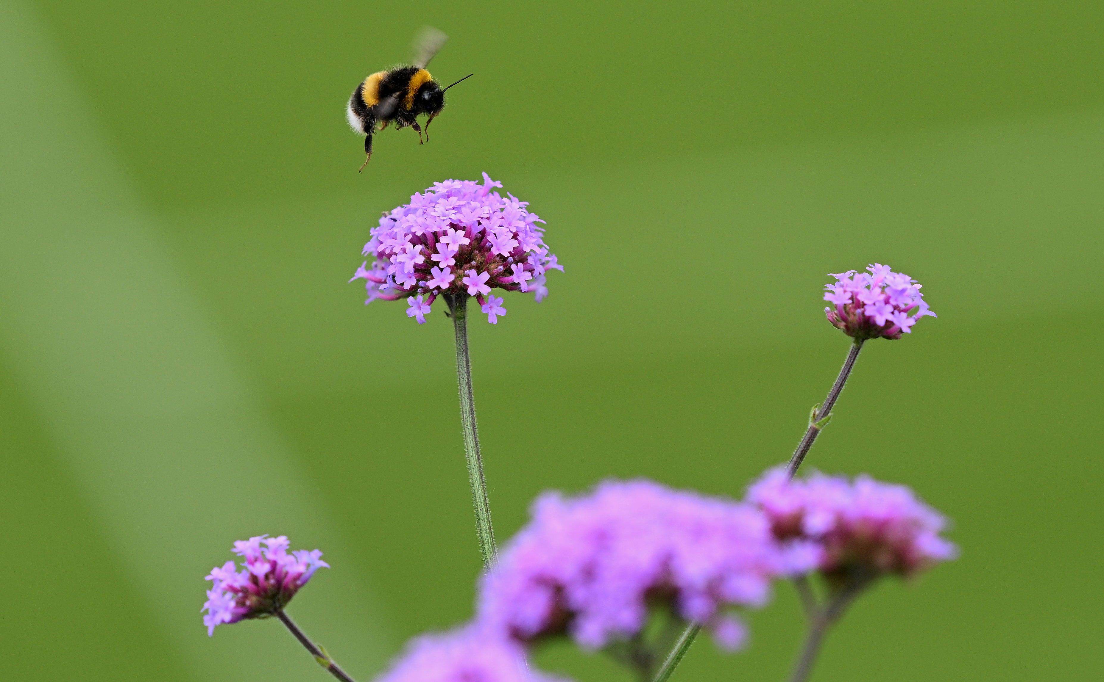 Bumblebees will move north