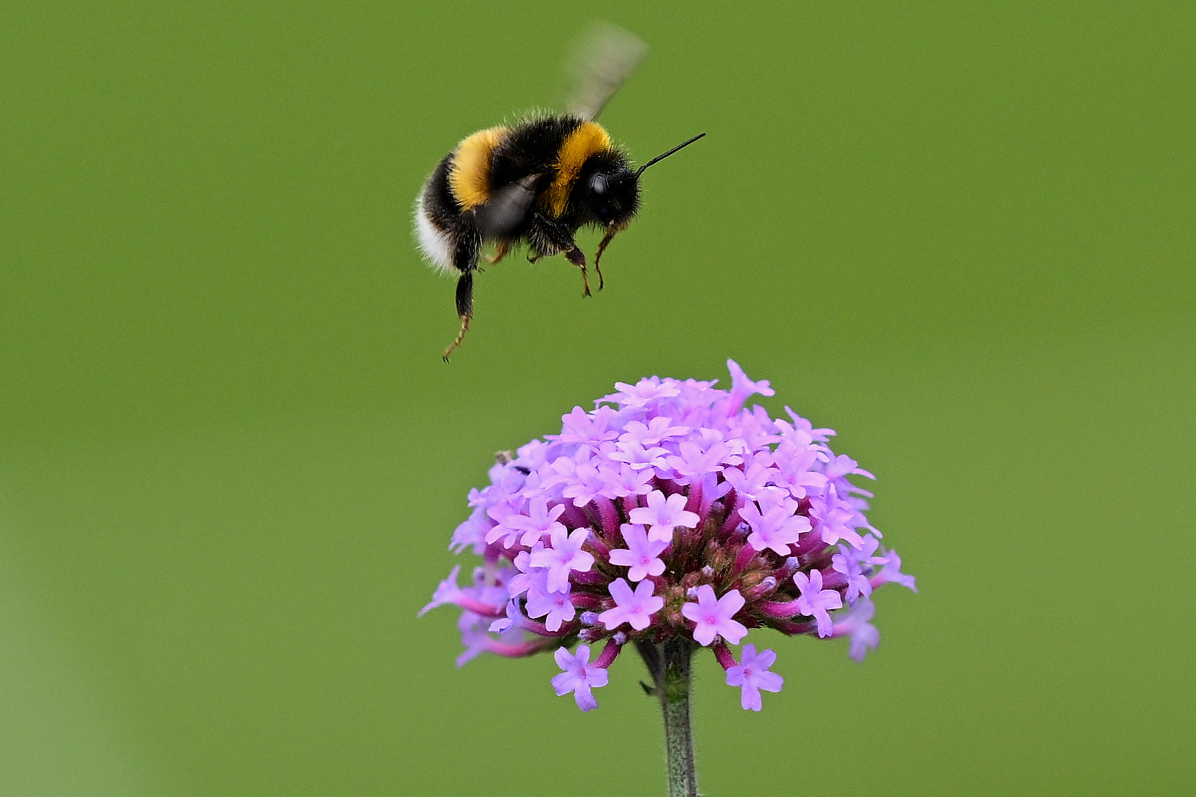 Bumblebees will move north (Getty)