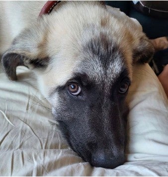 Bruce, a three-year-old Great Pyrenees and German Shepherd mix from California, has been euthanized over several biting episodes