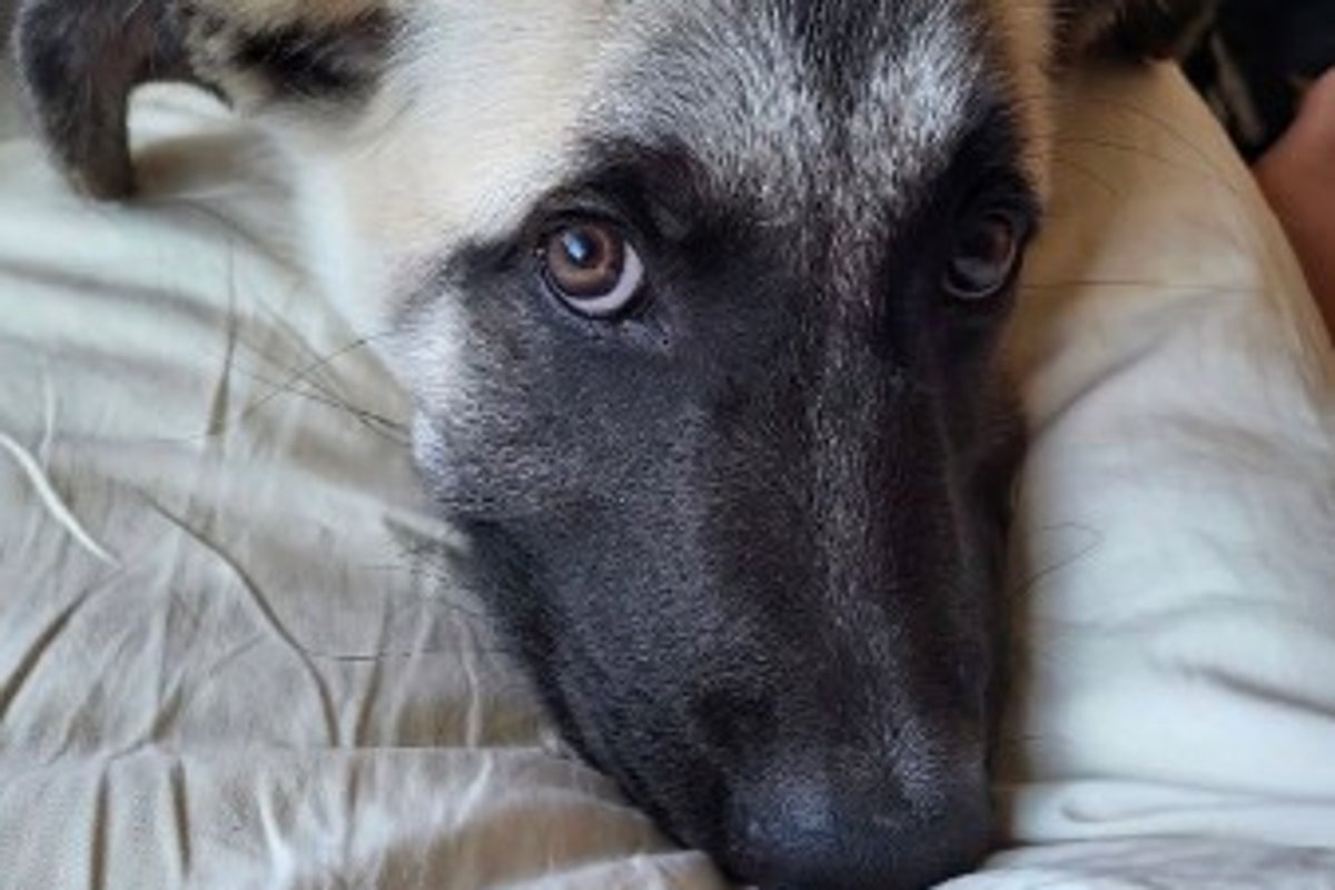 Kalifornischer Hund eingeschläfert, obwohl der Fall zu seiner Rettung vor ...