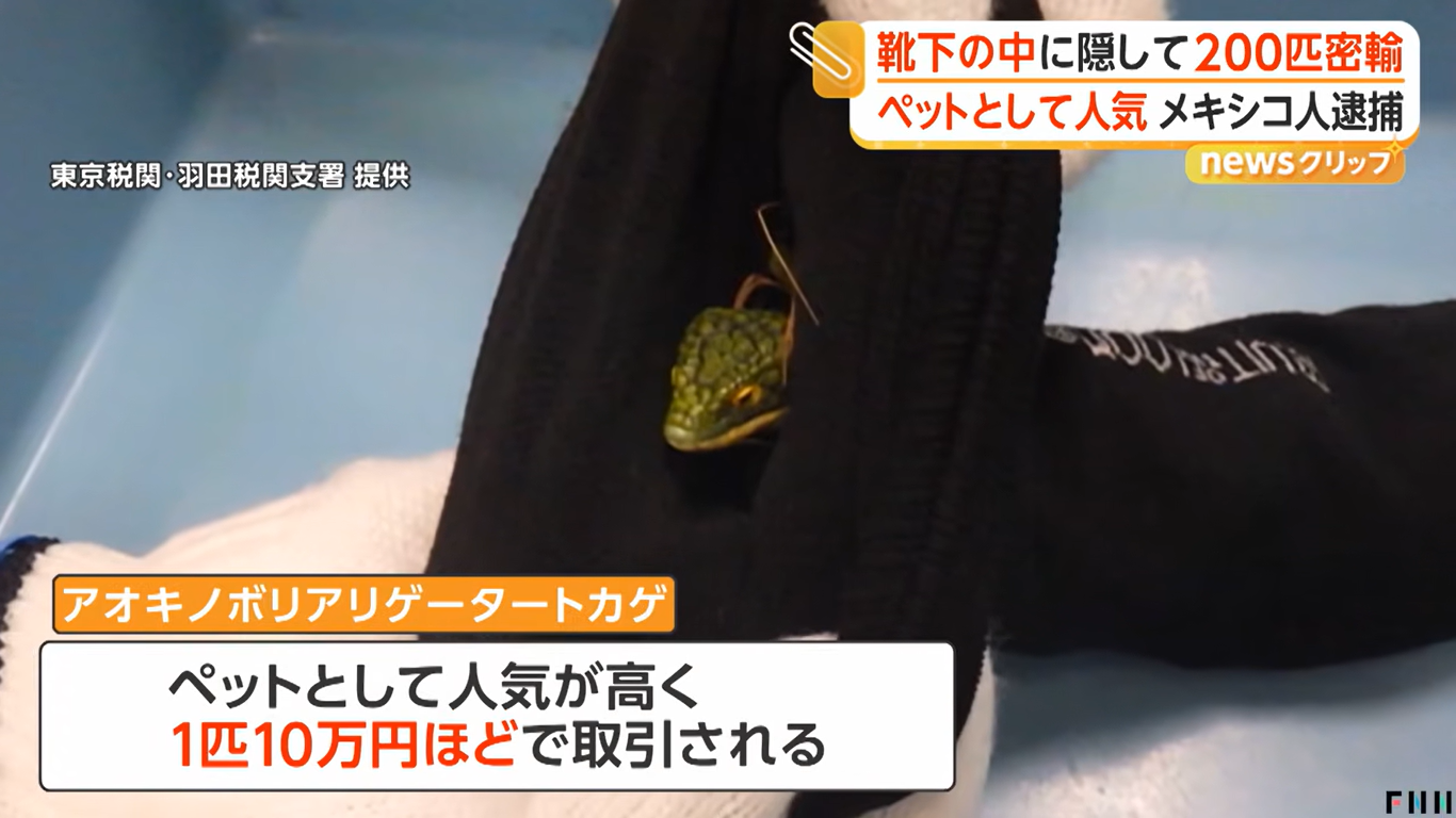 Man arrested at Tokyo airport with 200 lizards hidden in socks