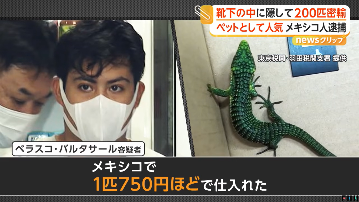 Daniel Isaac Velasco Baltazar, 23, in police custody in Tokyo, alongside a green arboreal alligator lizard seized from his suitcase at Haneda airport (Fuji News Network)
