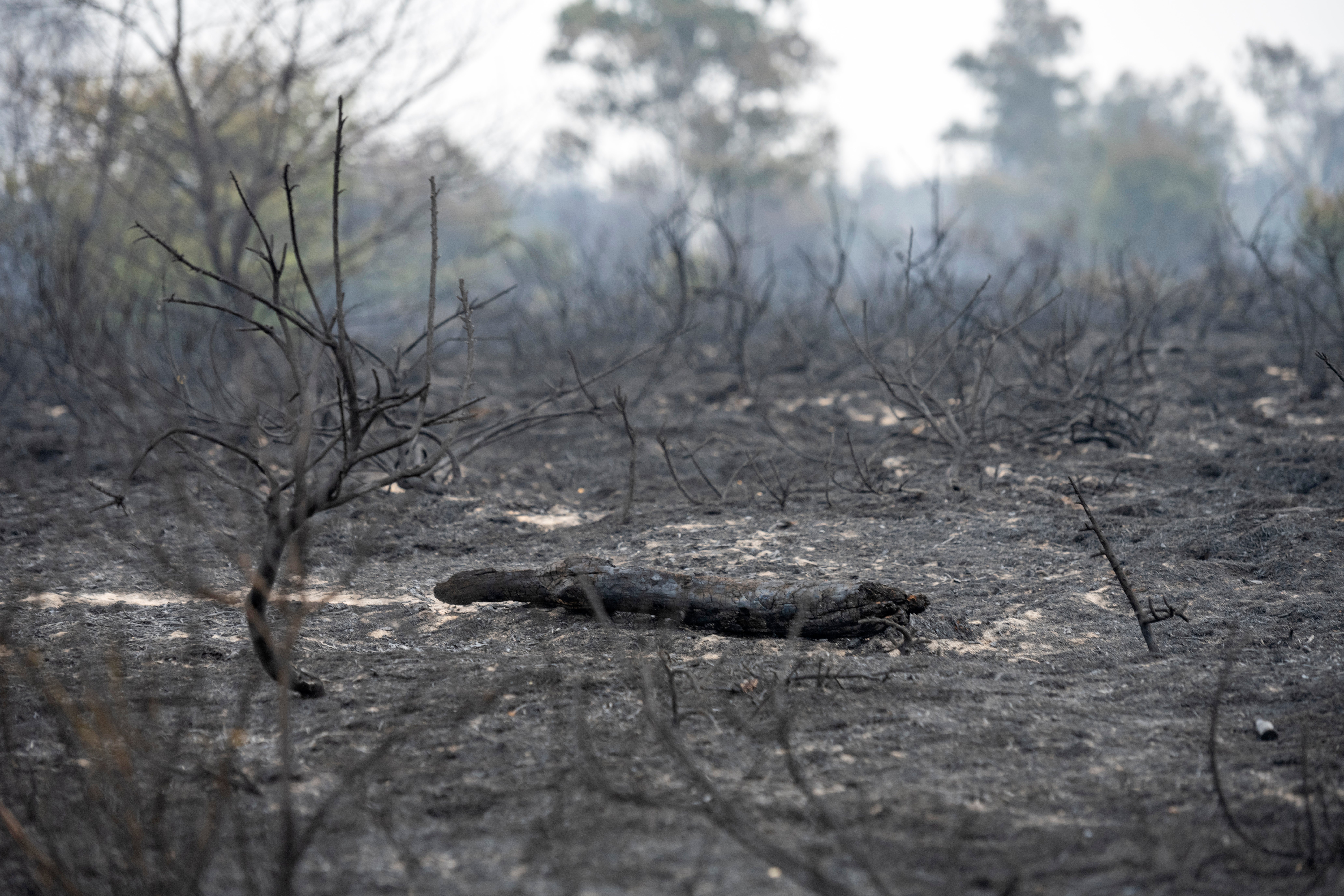 Firefighters battle a wildfire in a forest at Gohrischheide on July 3, 2025 near Zeithain, Germany