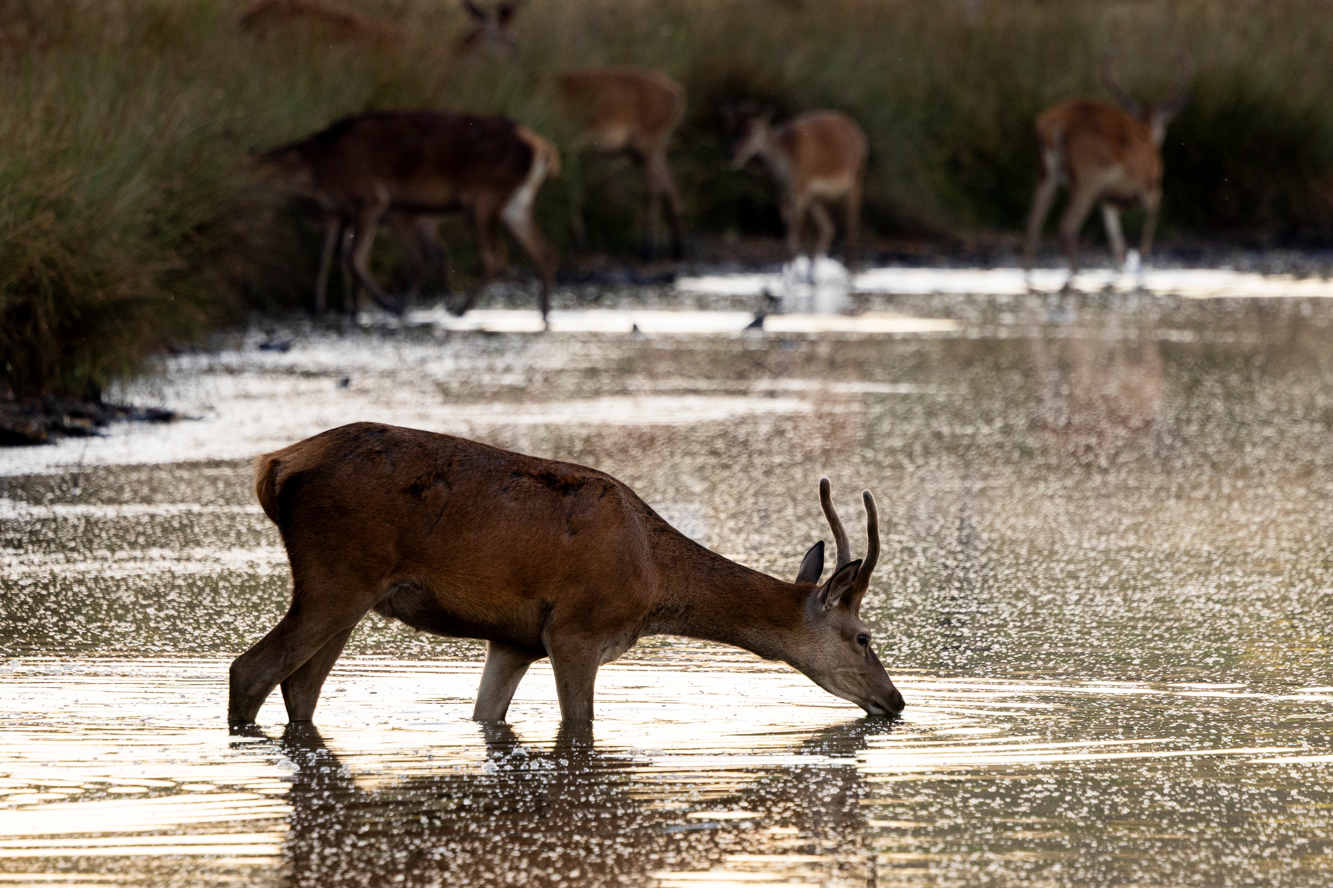 Deer put down after leaving man with chest injuries in London park