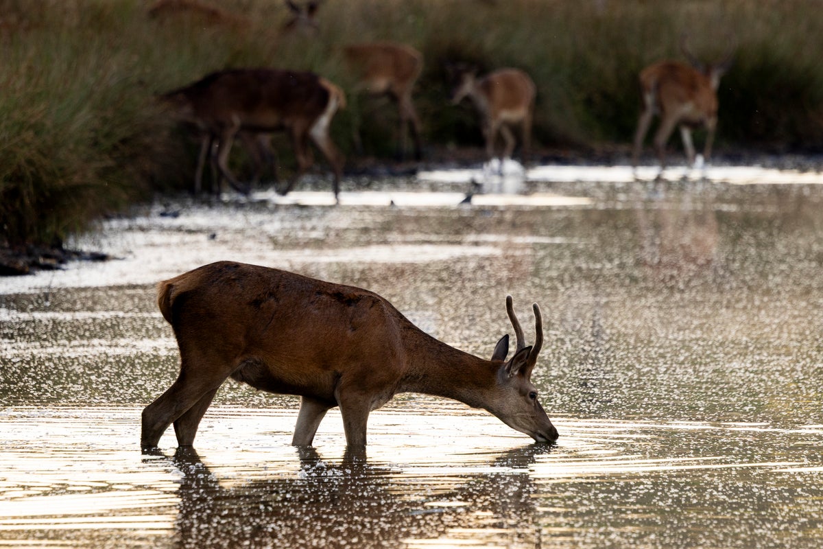 Deer put down after leaving elderly man with chest injuries in London park